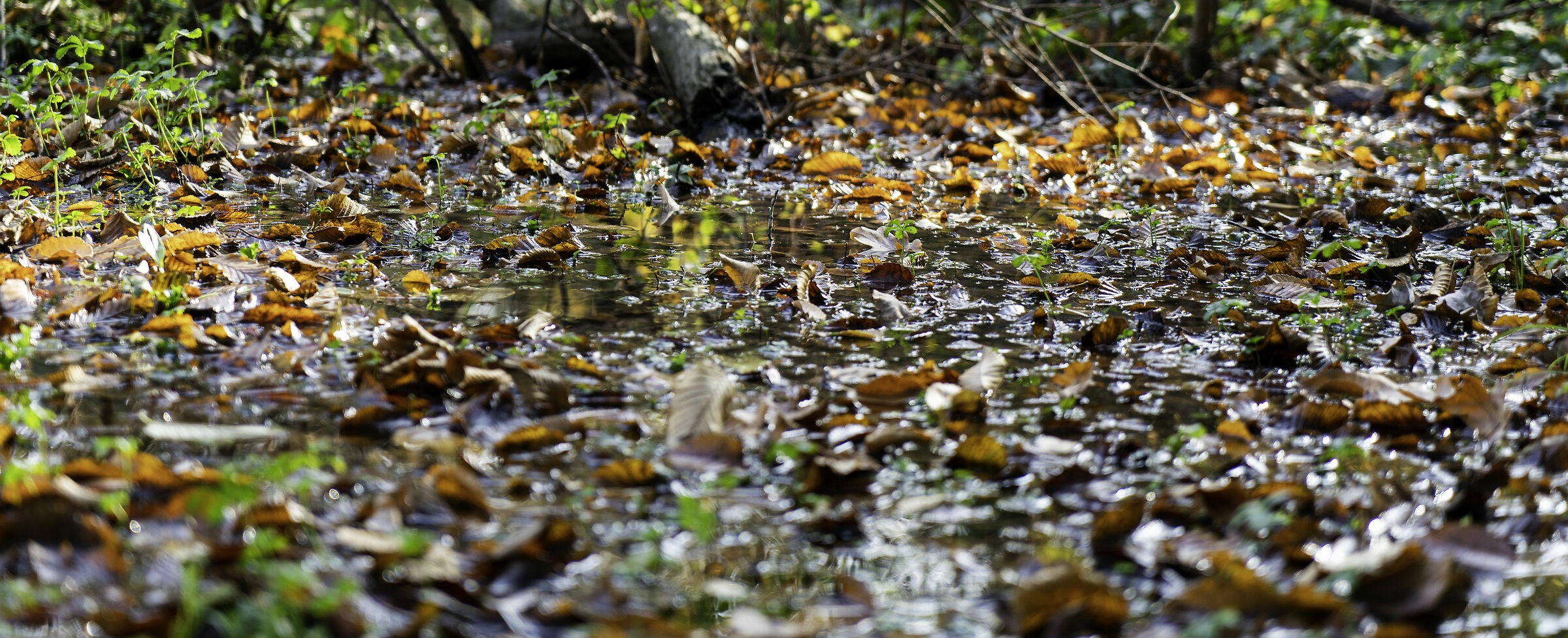 Pond at the Doge's Park