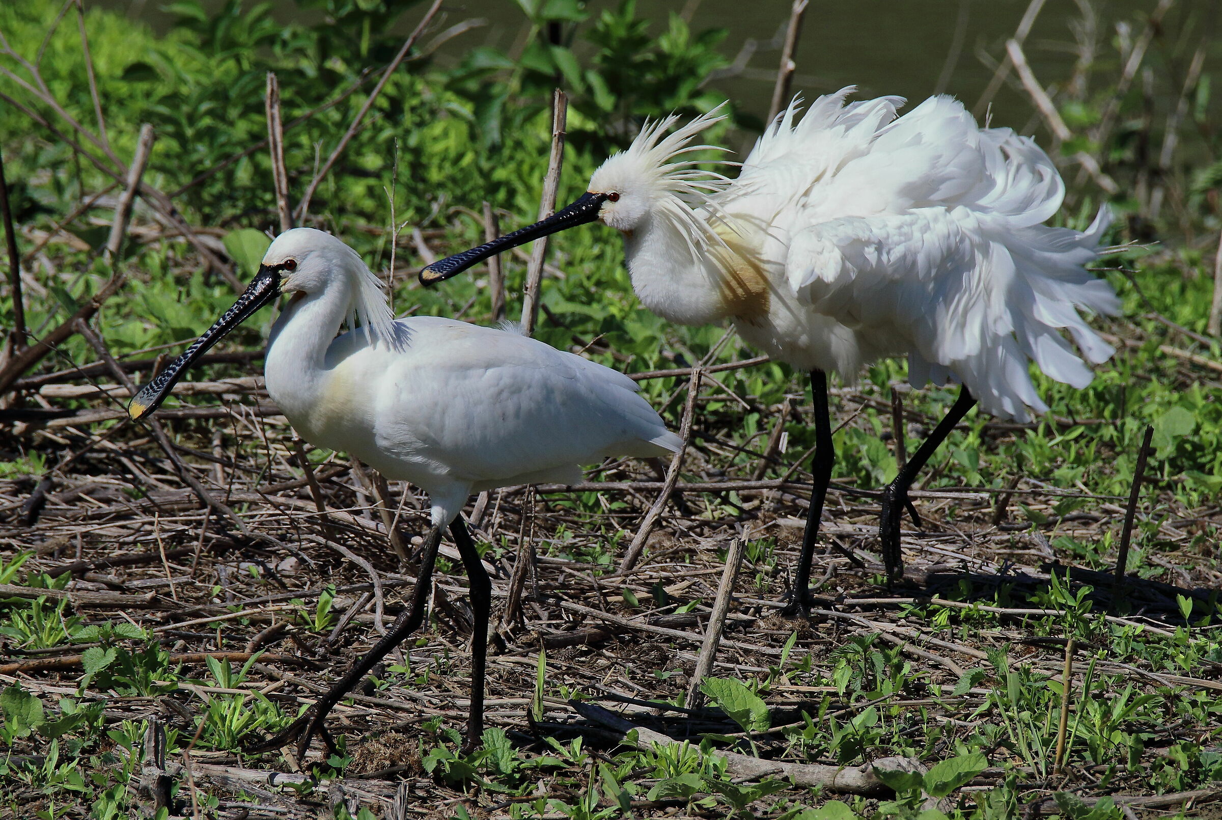 ...corteggiamento...