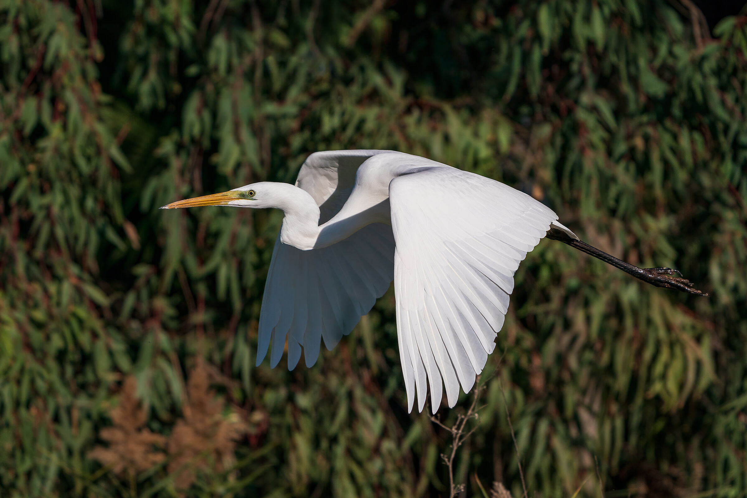 Greater white heron