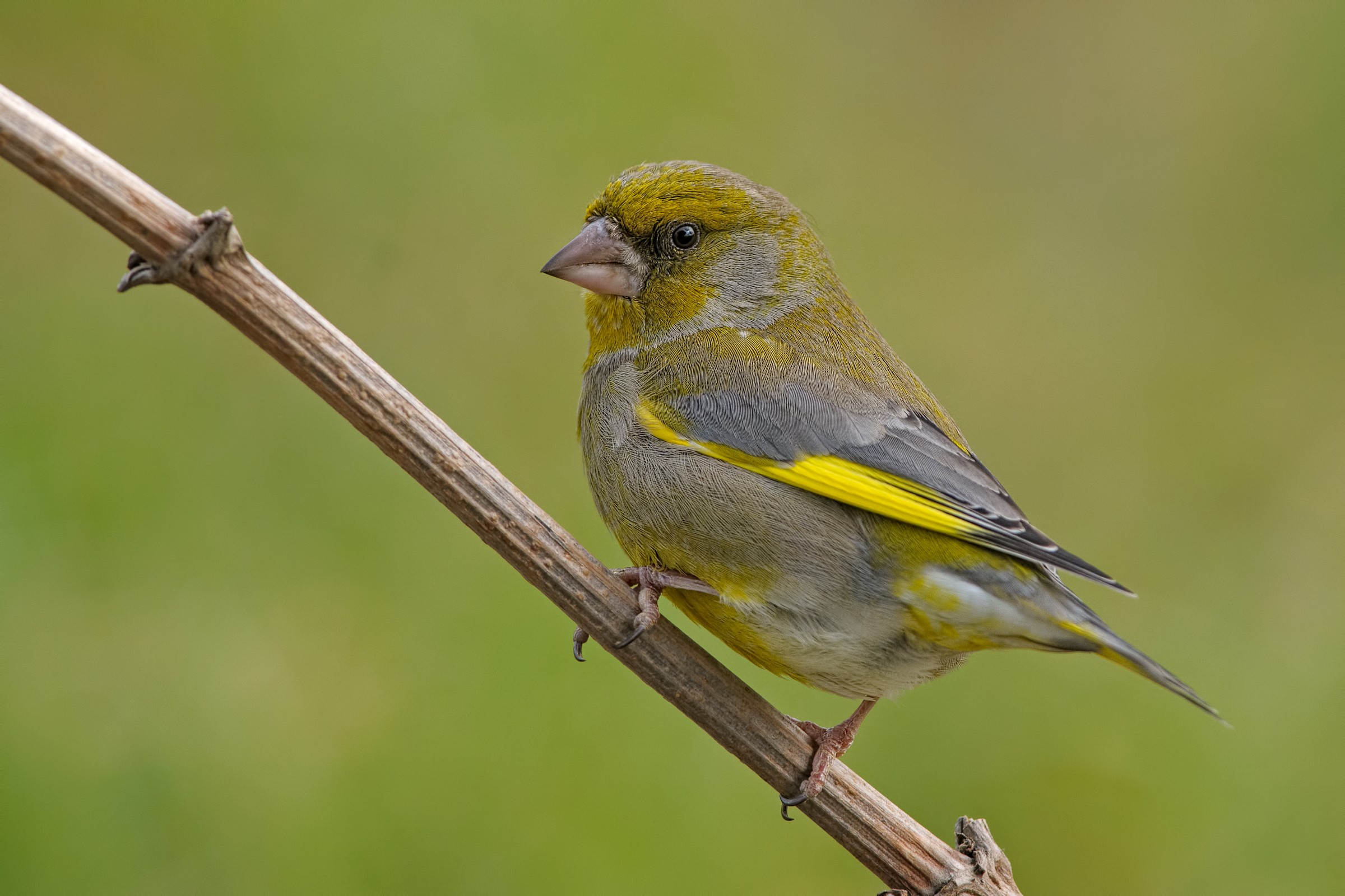 Greenfinch (Carduelis chloris chloris)