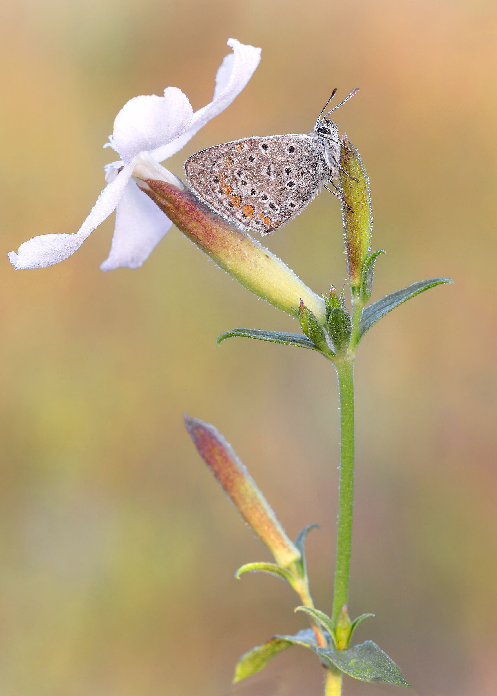 Polyommatus Icarus