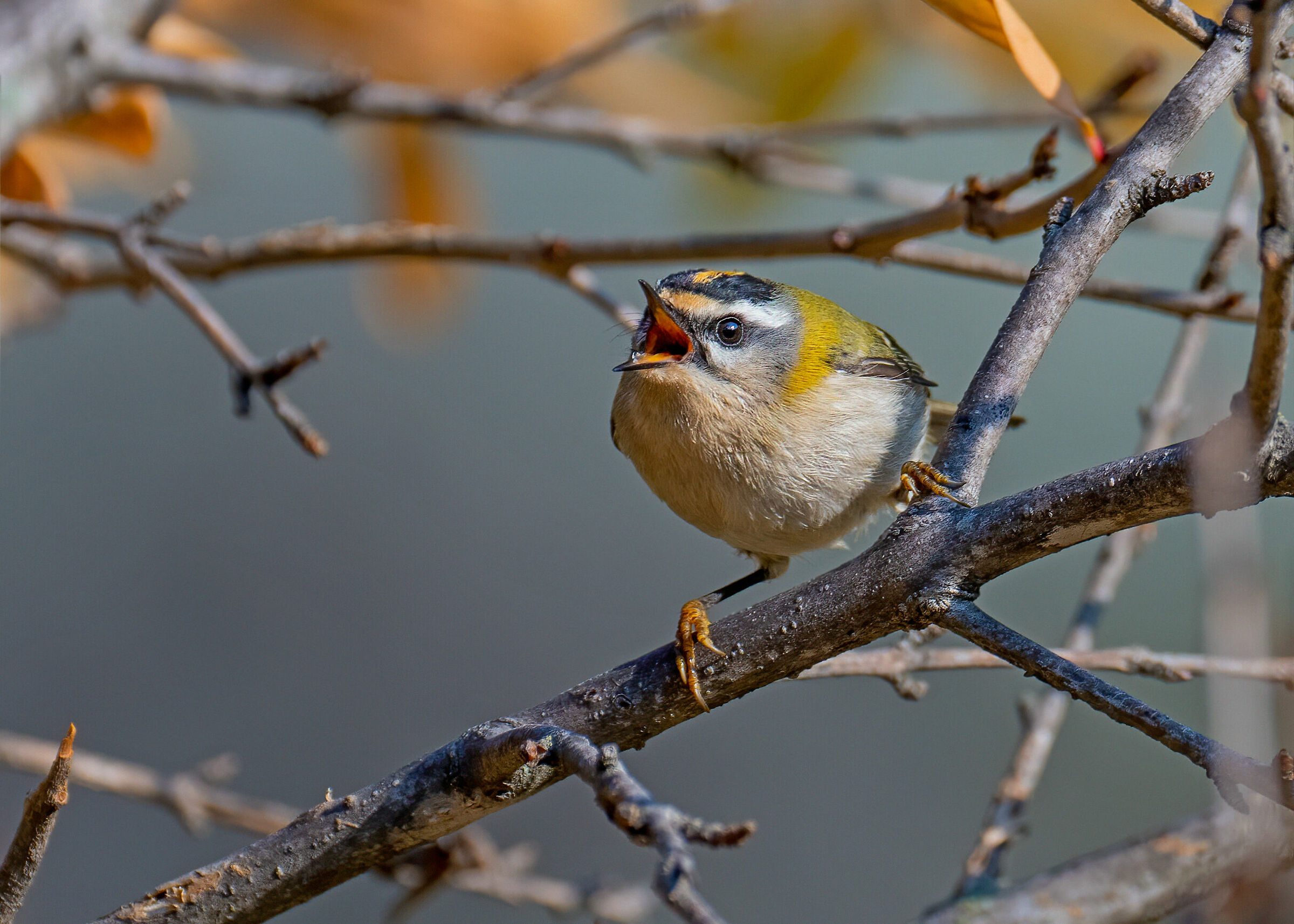 Fiorrancino arrabbiato
