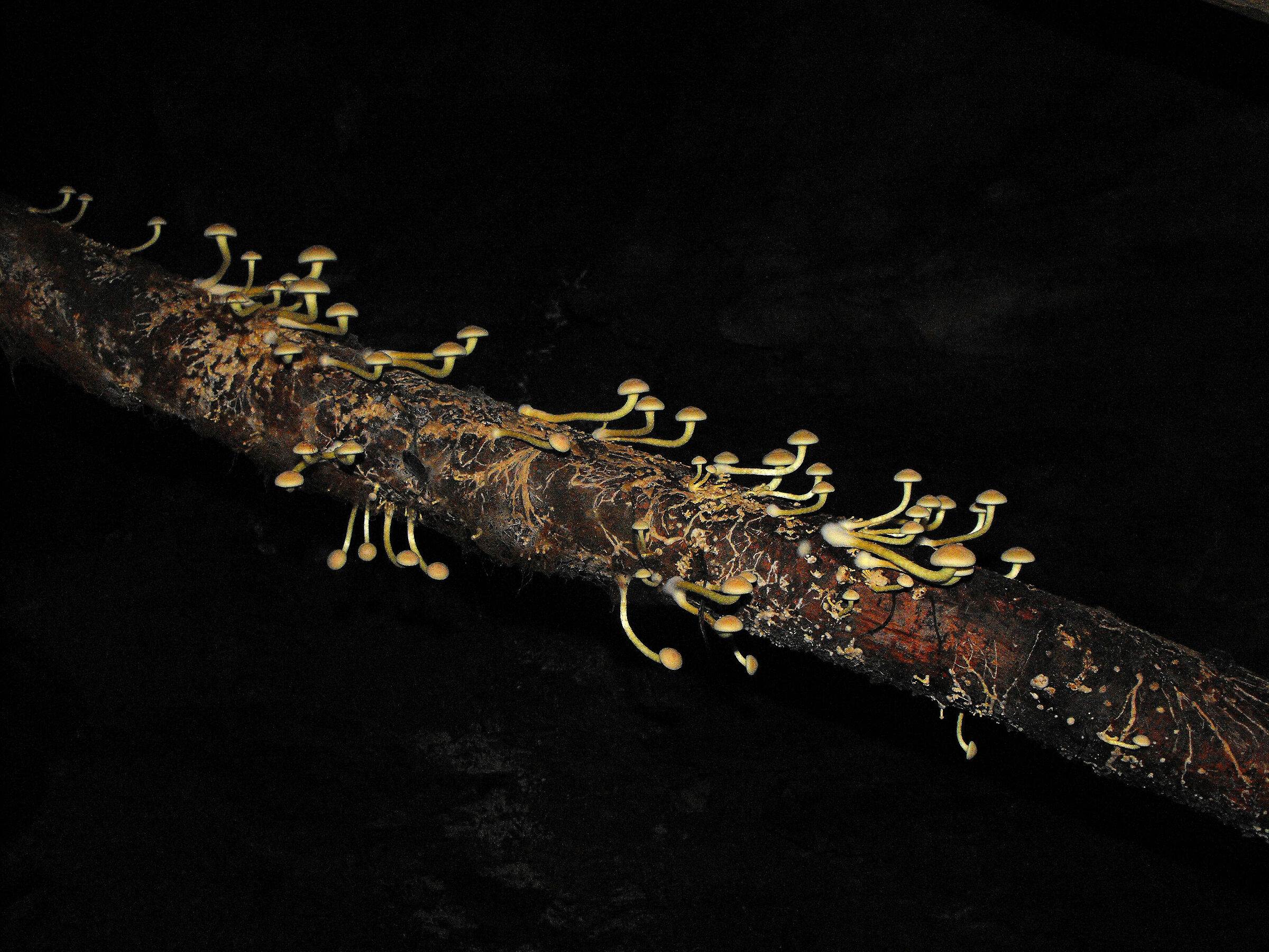 Il tronco delle meraviglie