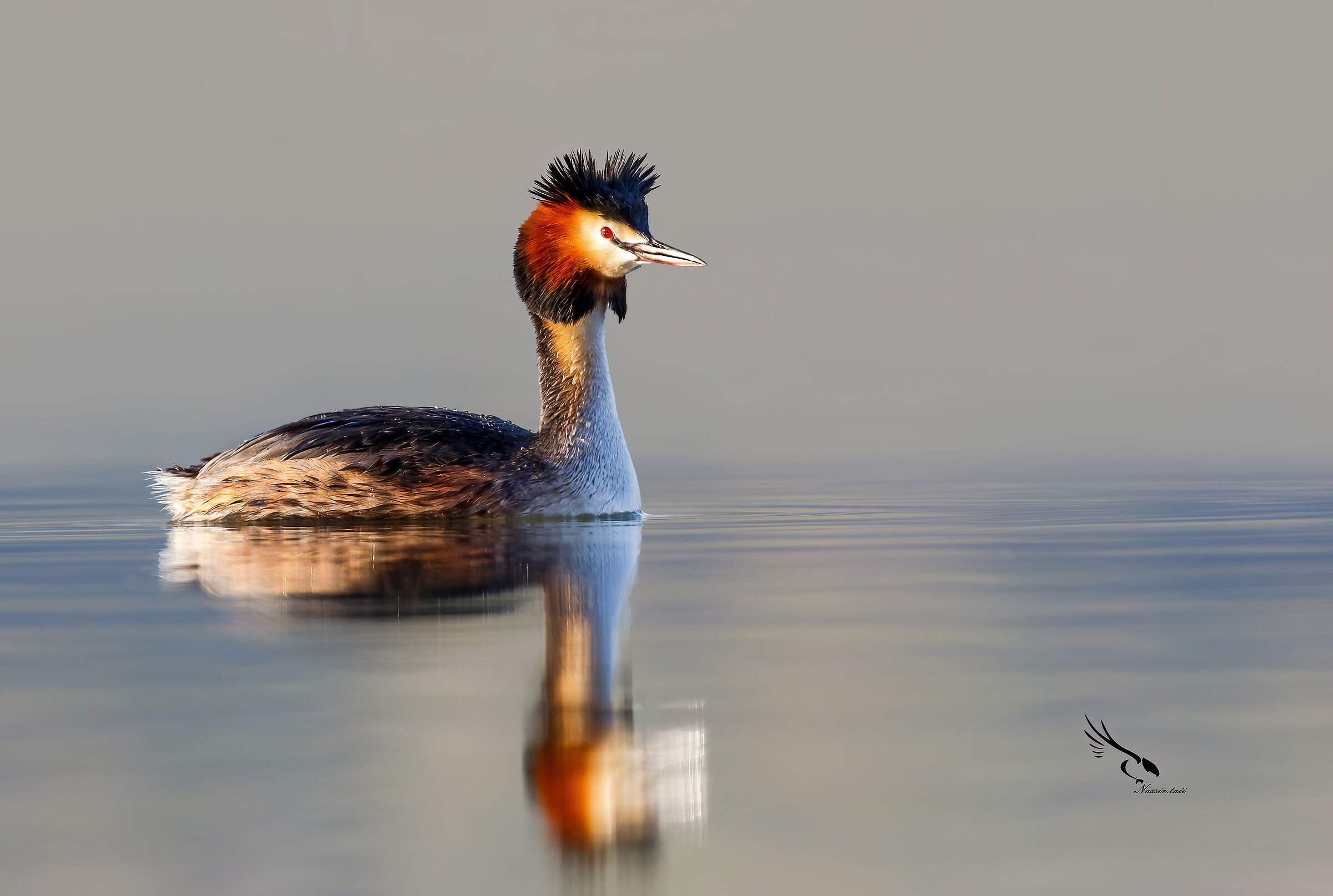 Grande svasso crestato