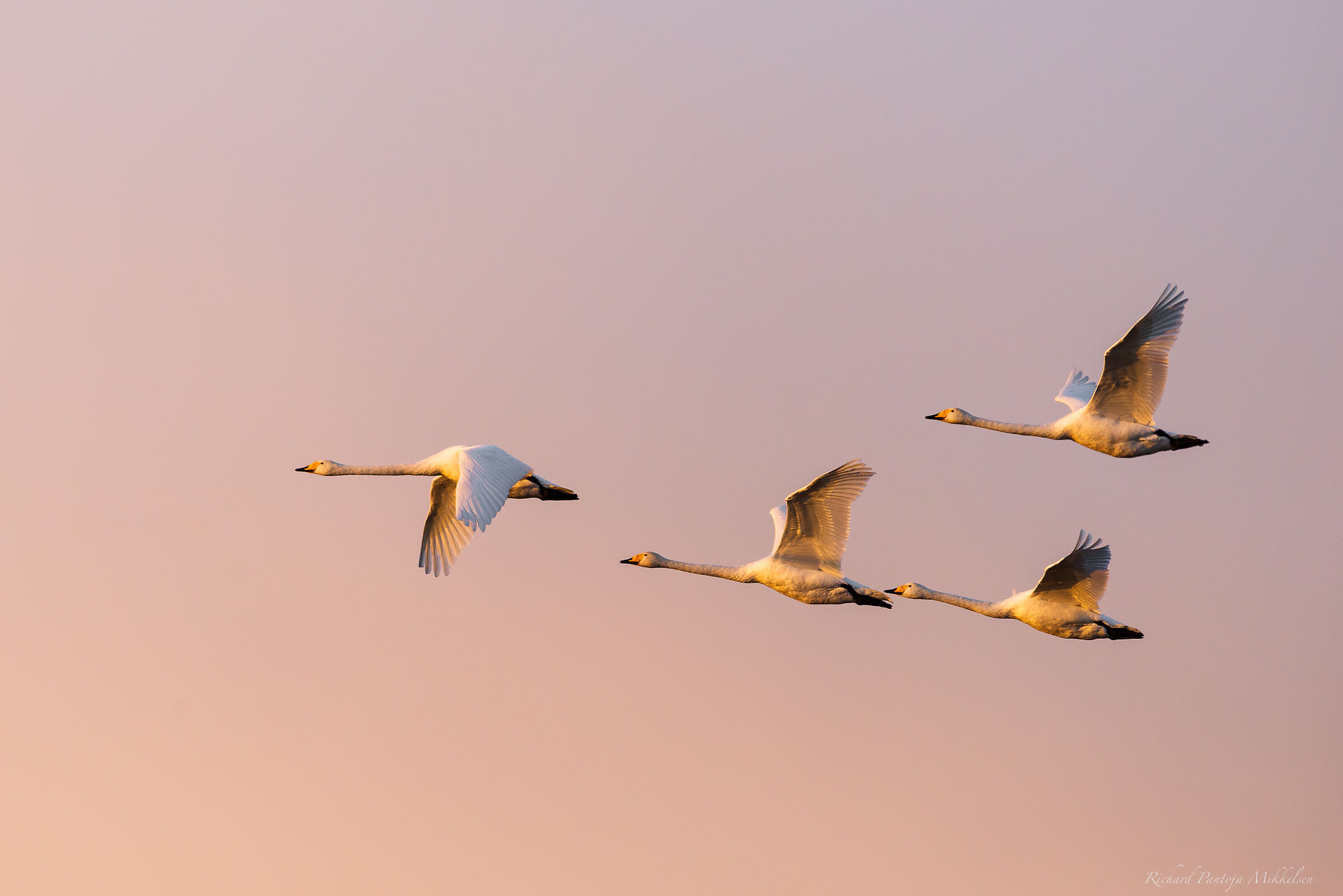 Whooper swans in the morning light