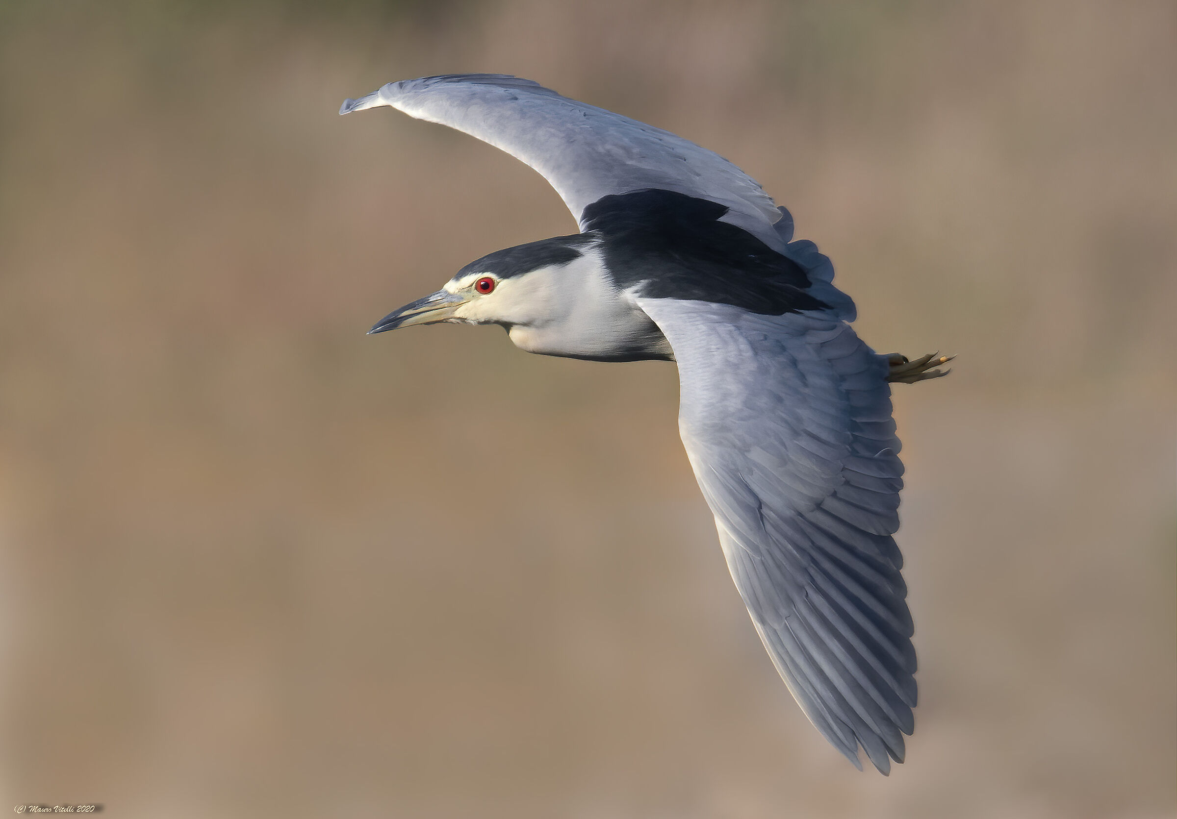 Nitticora (Nycticorax nycticorax)