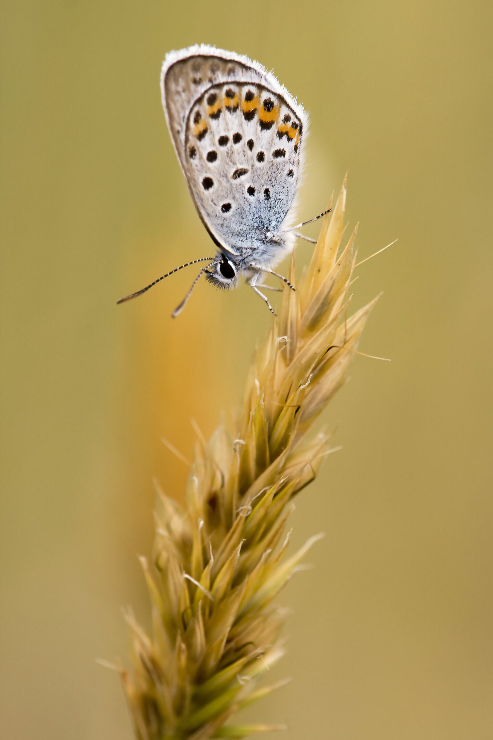 Bellargus polyommatus