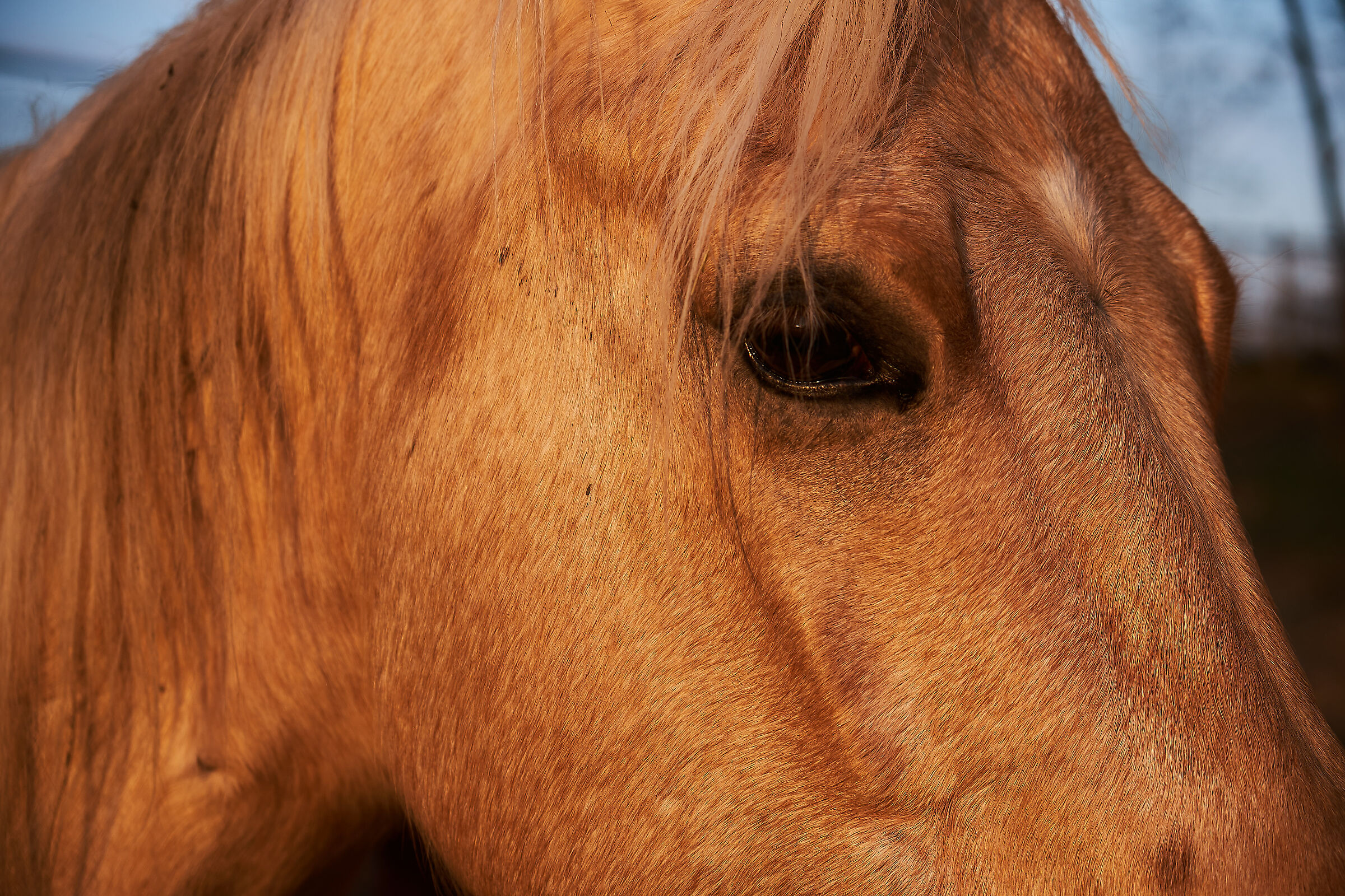 La dolcezza del cavallo