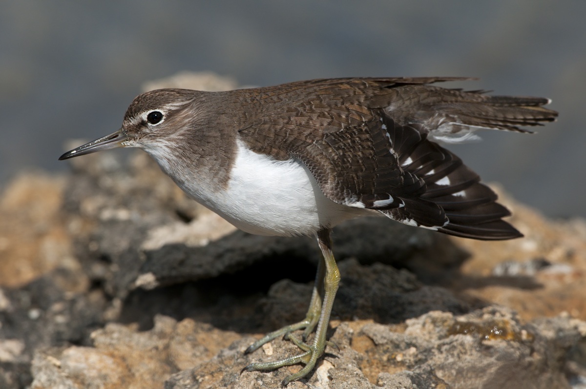 sandpiper in stretching