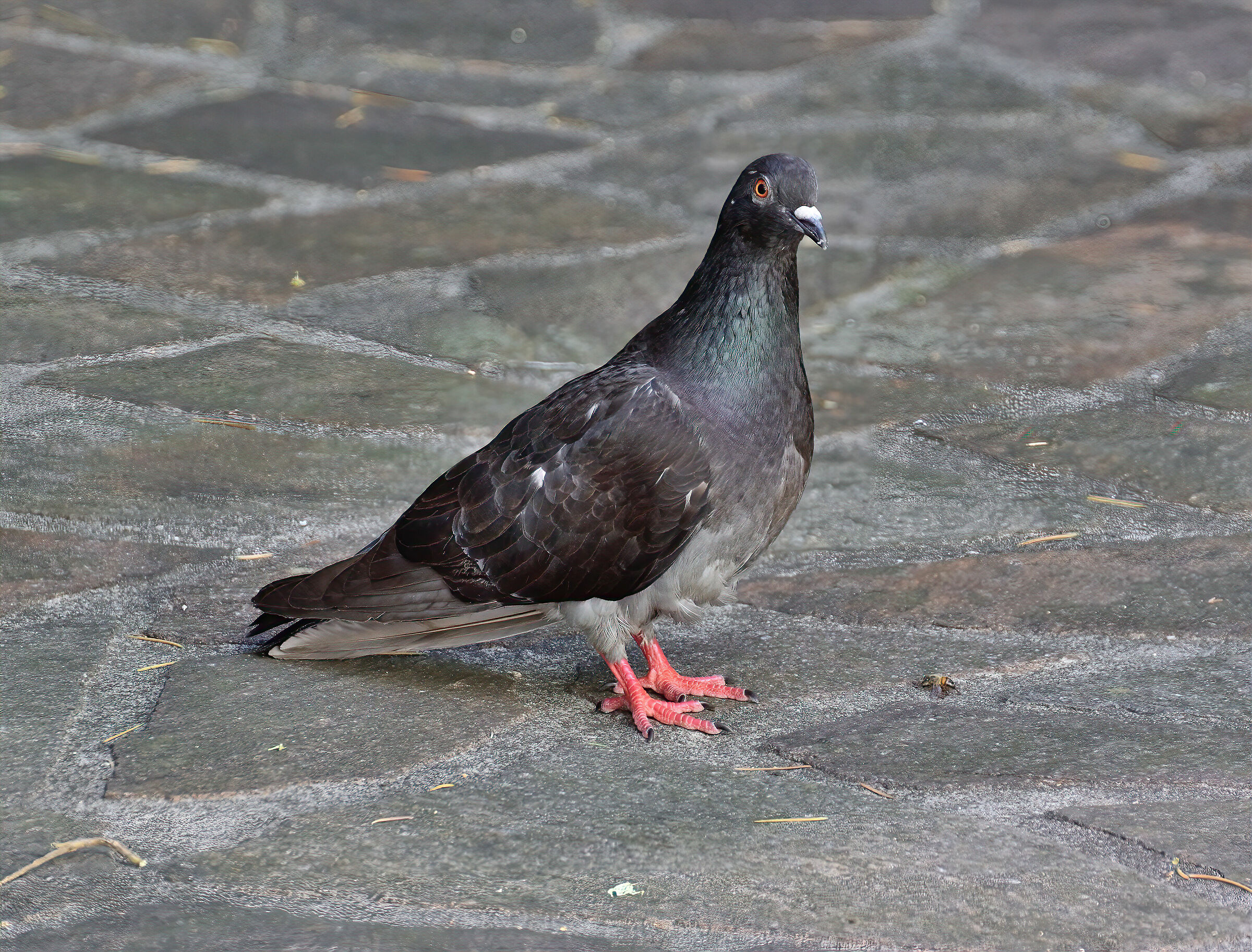 Davanti al boccone ...