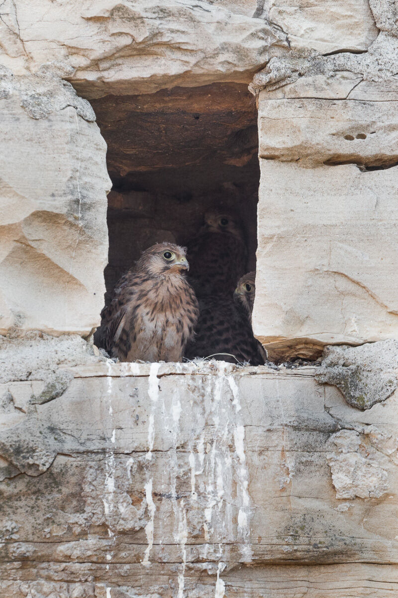 Pullo di Gheppio ...