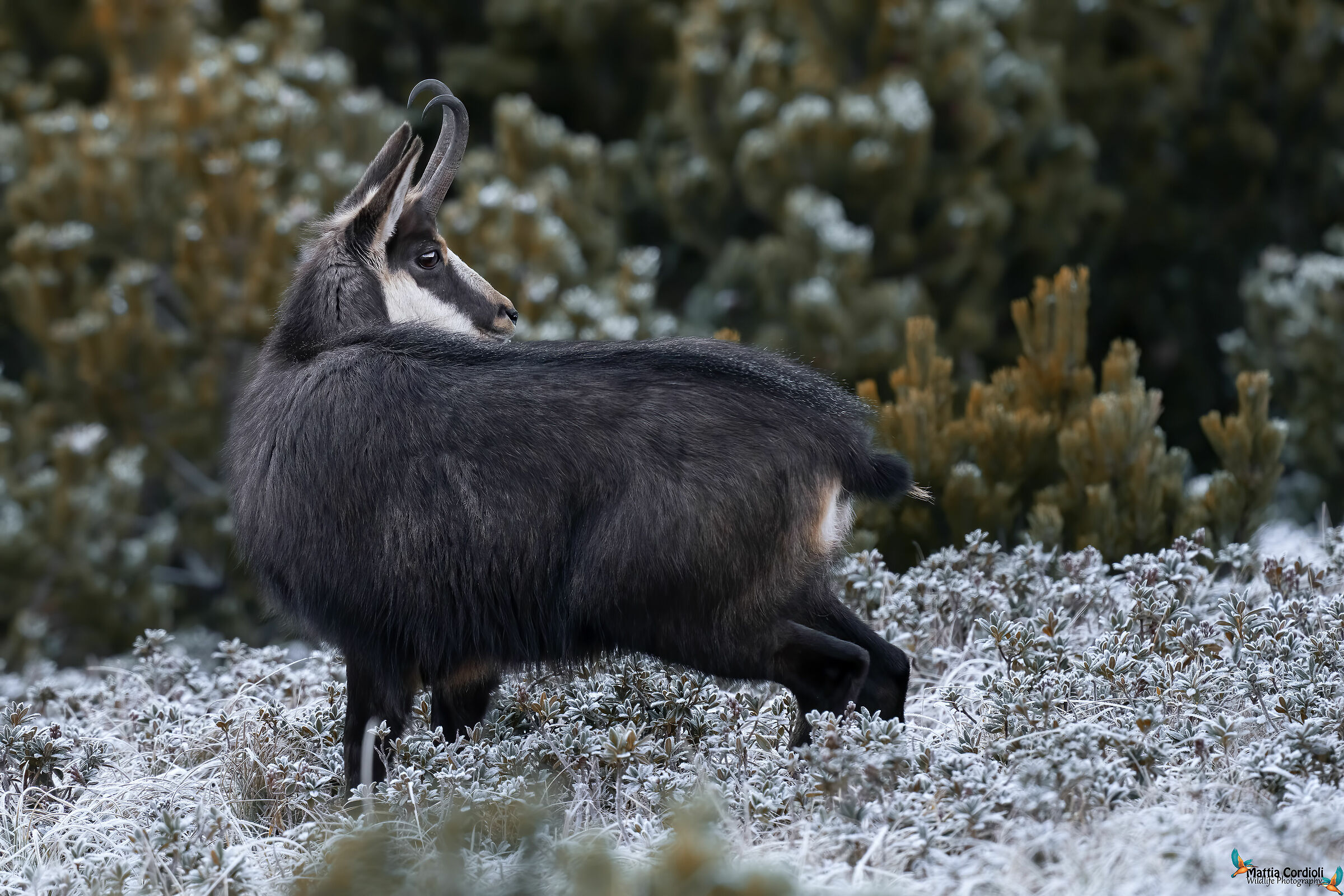 Suede between mosses and frost