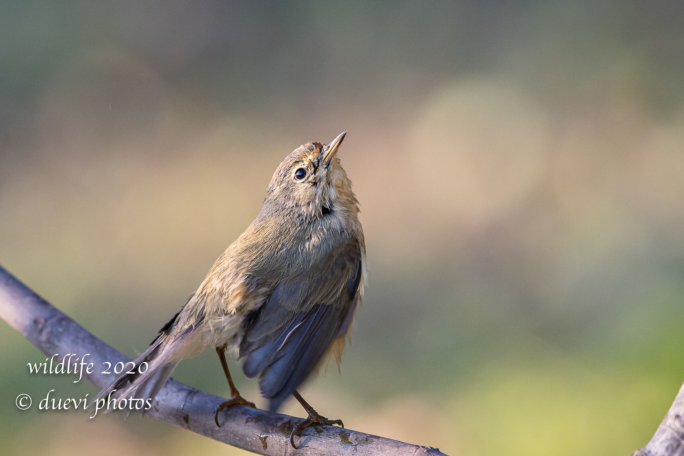 Luì piccolo - Phylloscopus collybita