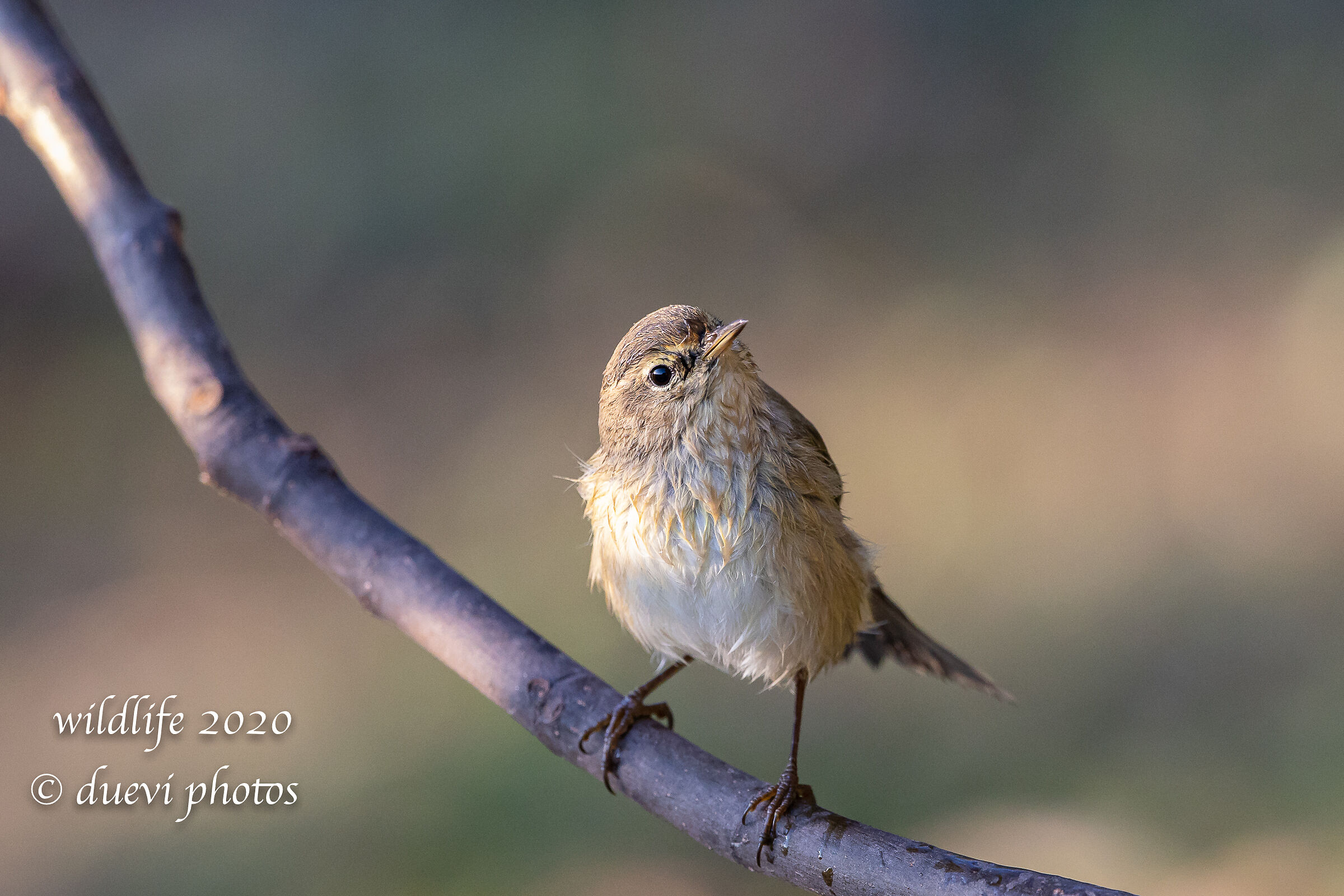Luì piccolo - Phylloscopus collybita