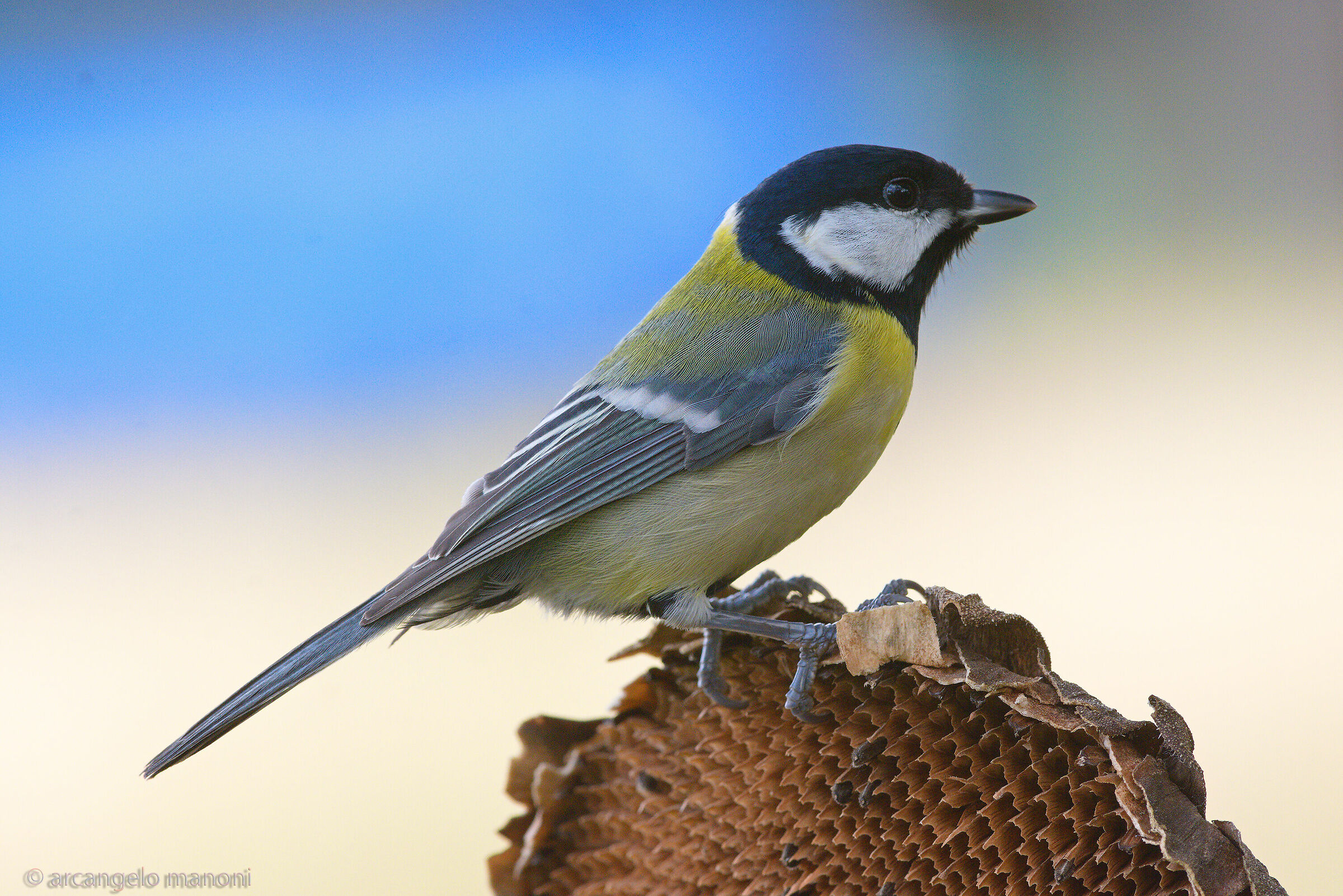 Cinciallegra in loch down shed