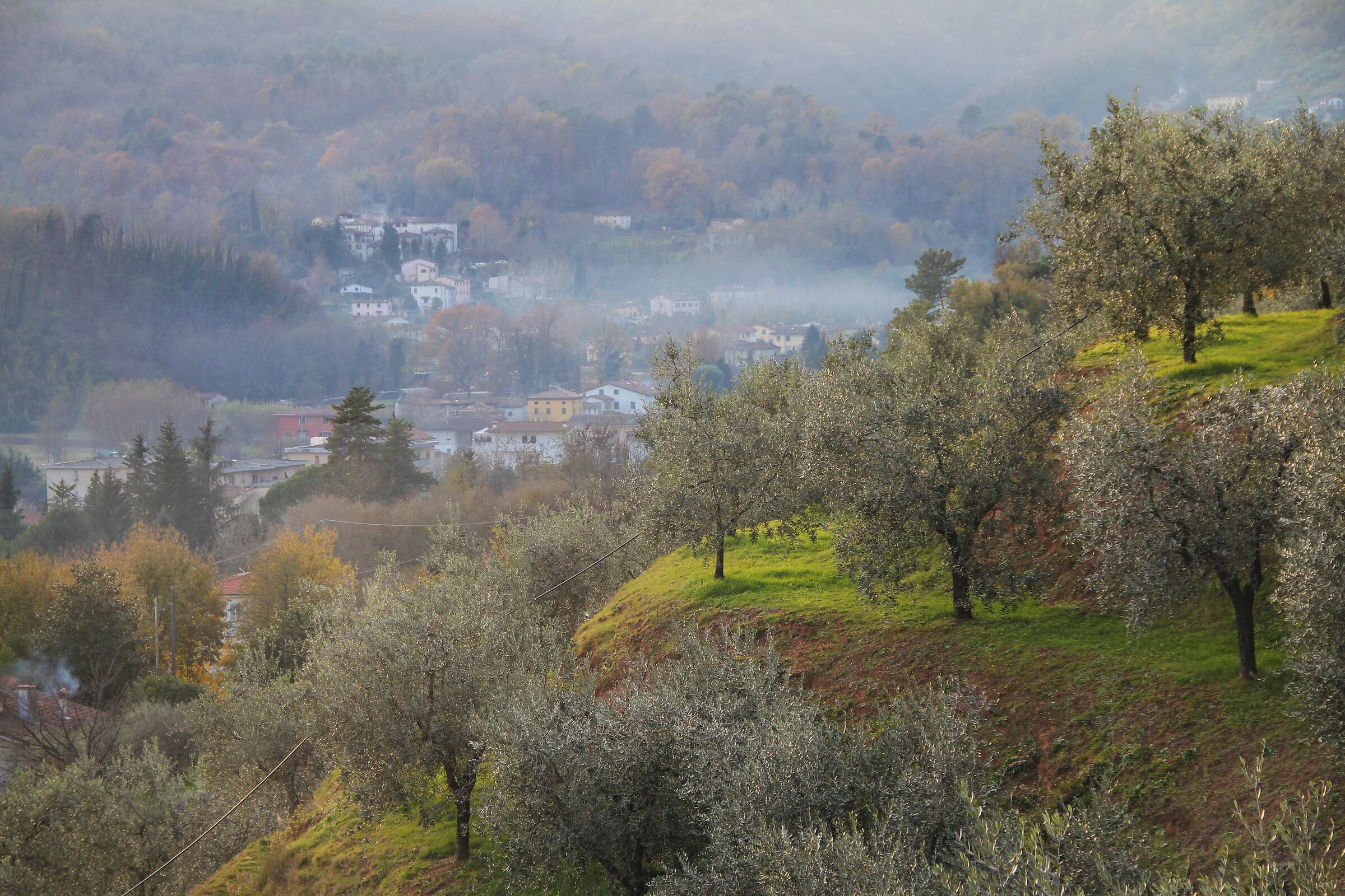 Autumn among olive trees