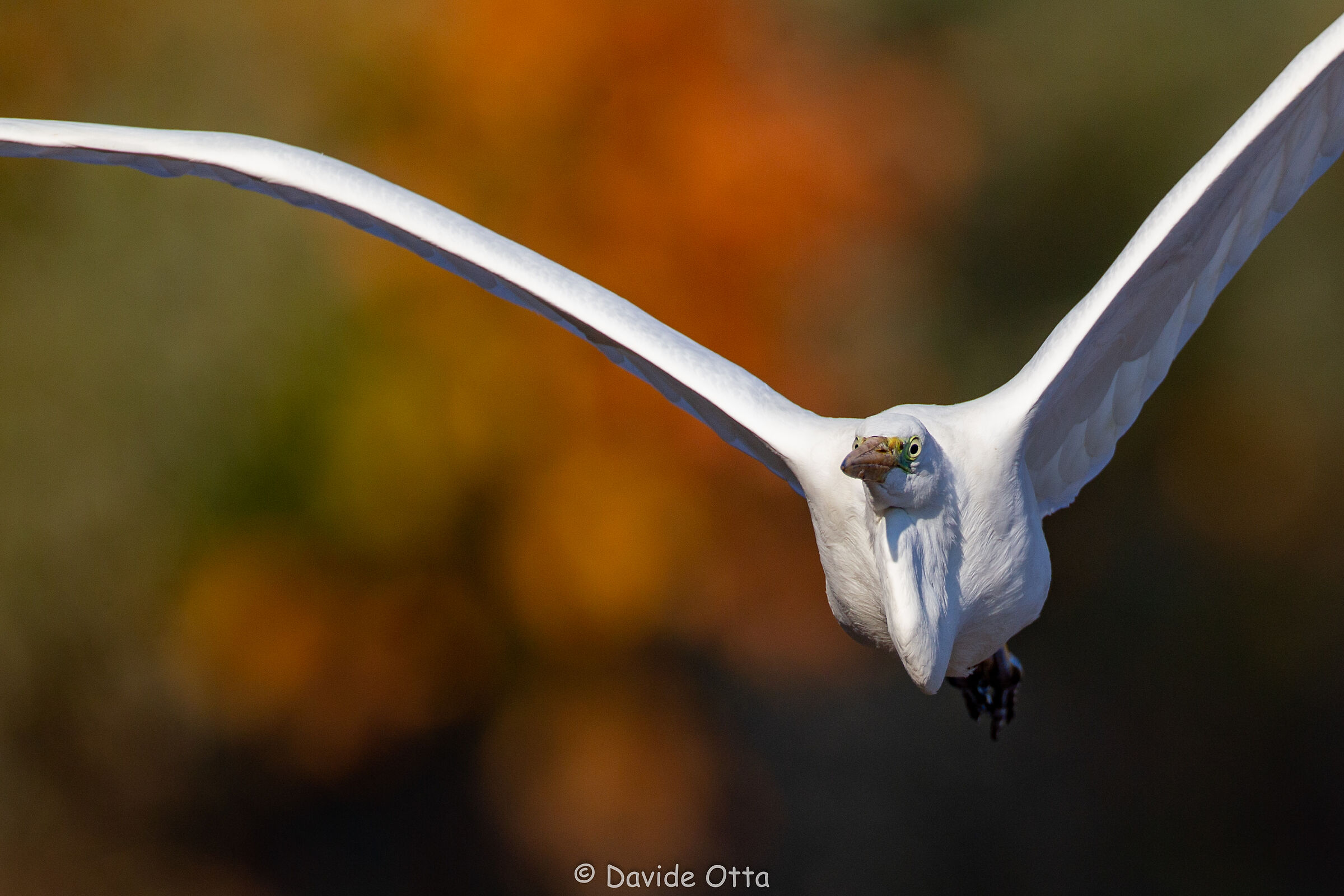 Airone bianco in volo frontale