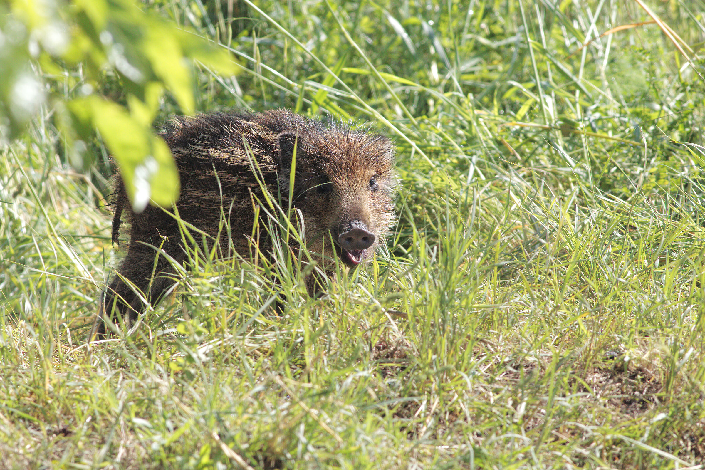 Cnghialetto in search of food