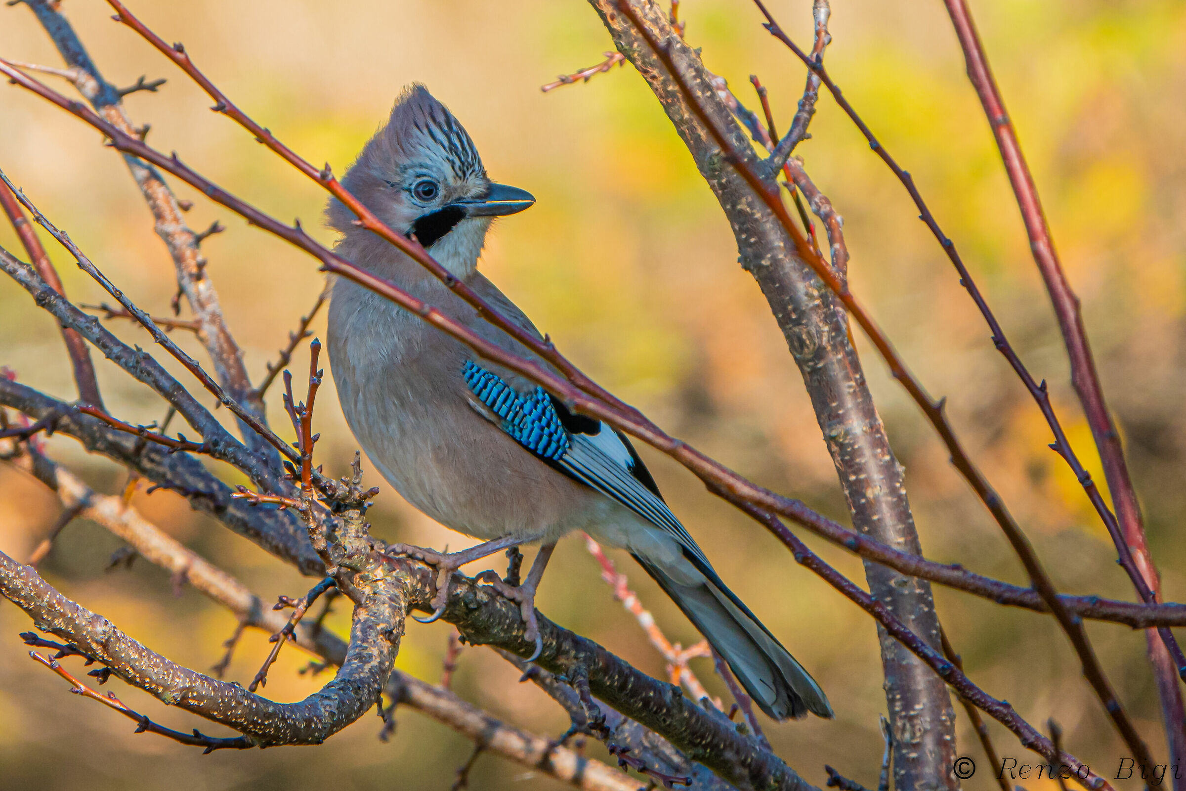 Jay