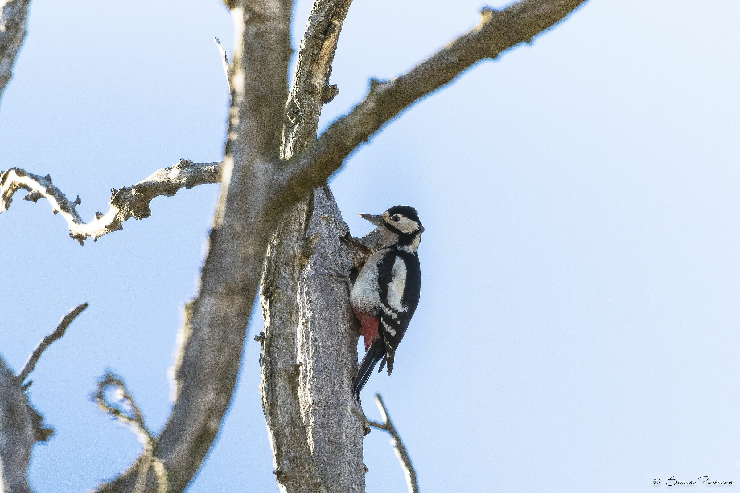 Picchio Rosso Maggiore