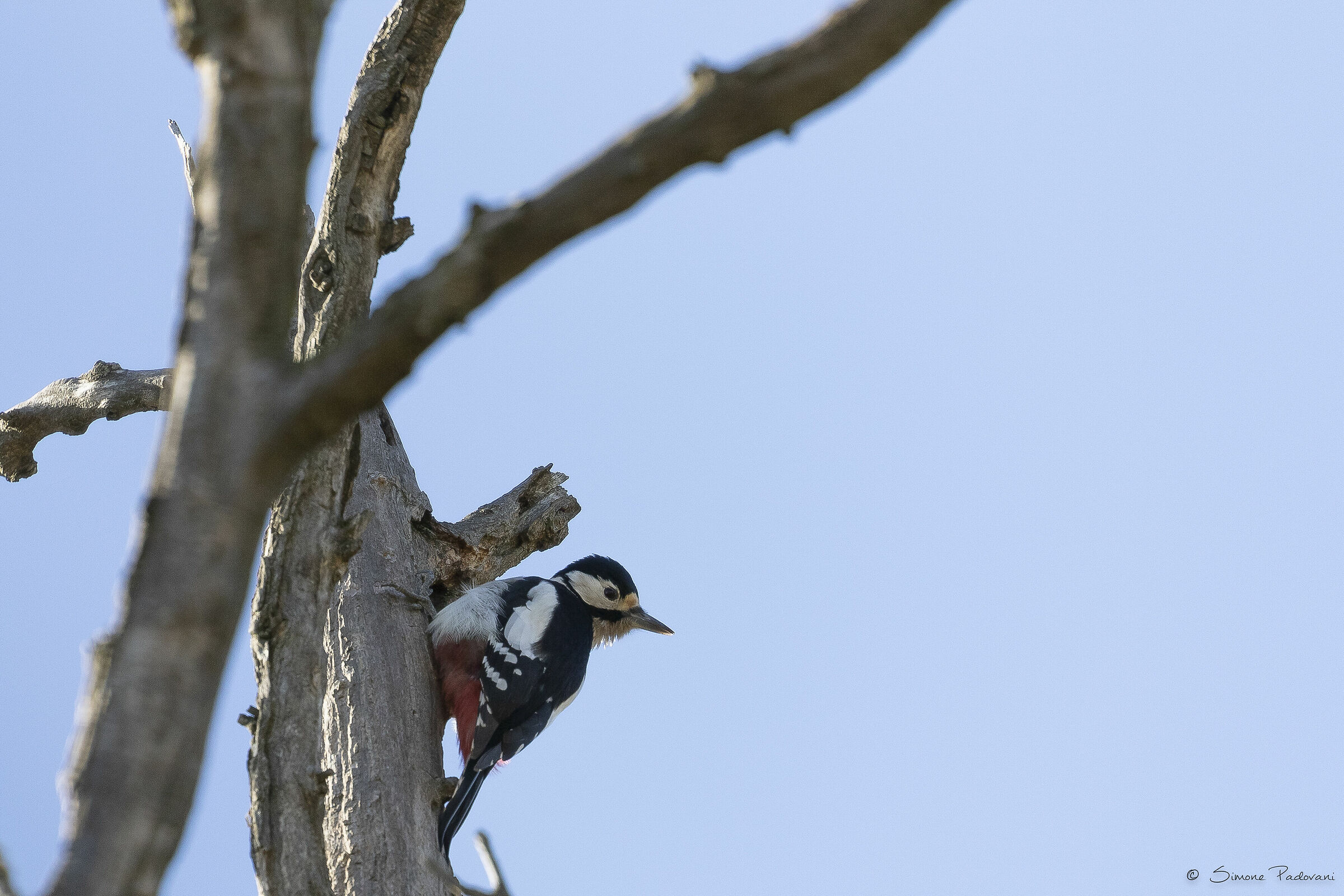 Picchio Rosso Maggiore