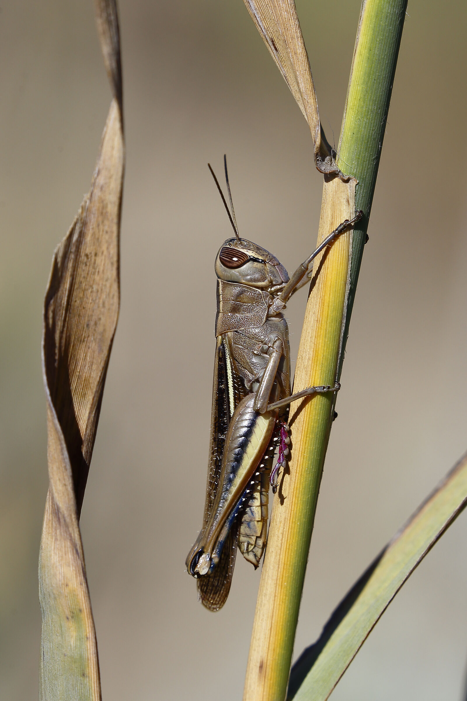 Cercando tra l'erba ci siamo viste
