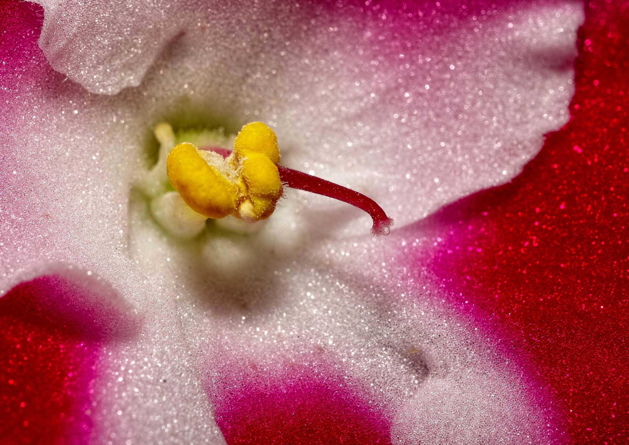 Saintpaulia ionantha