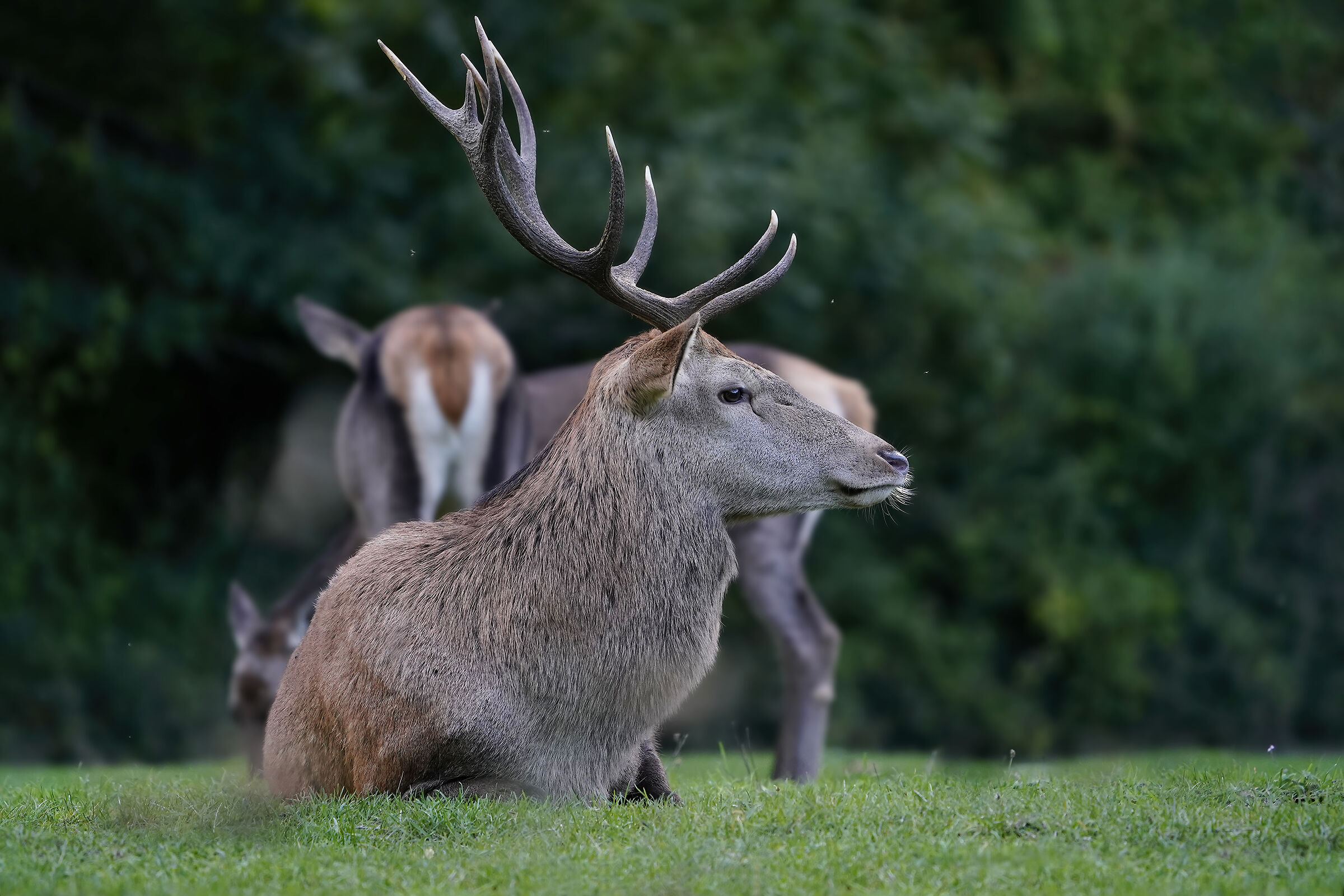 The Future Lord of the Harem