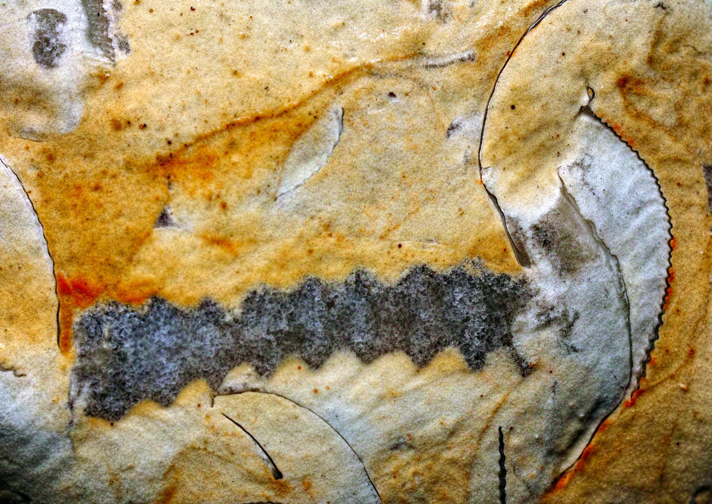 fossili in calcare del Mar Baltico