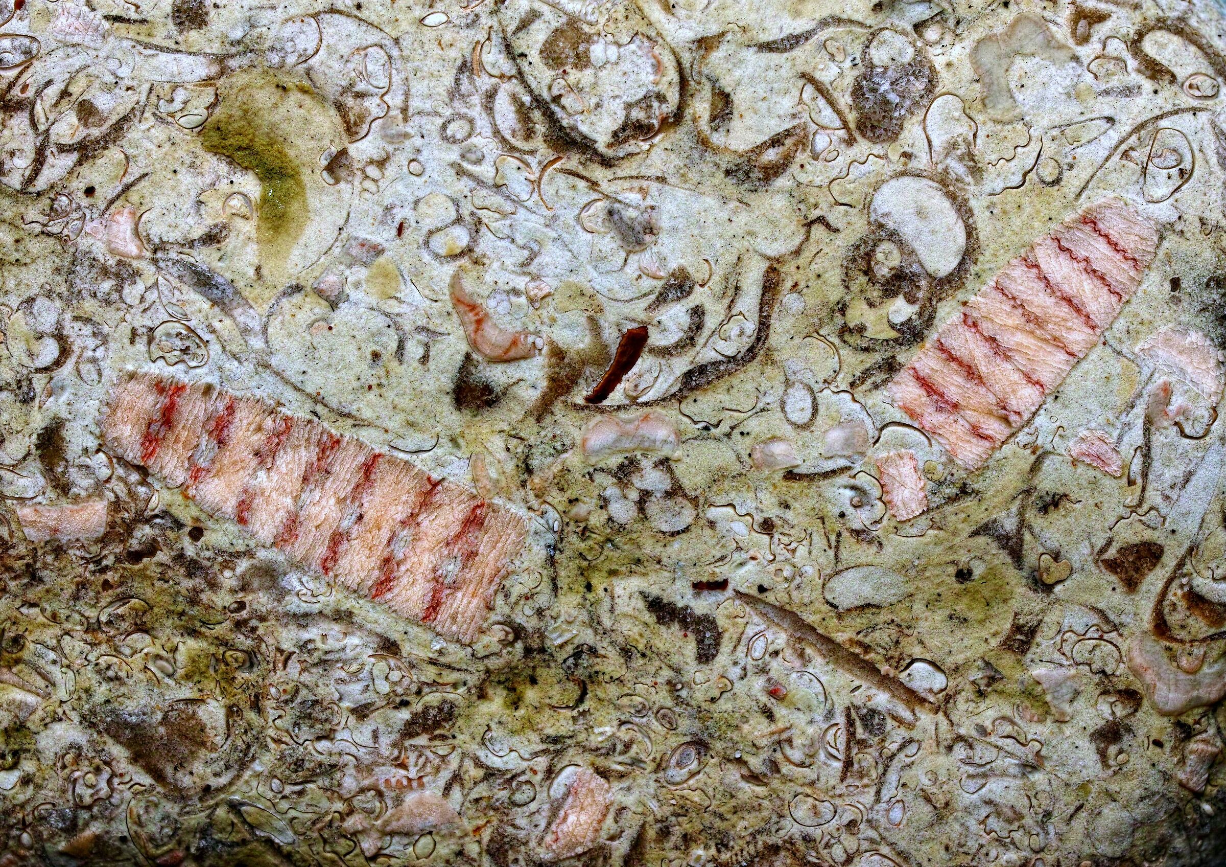 fossili in calcare del Mar Baltico