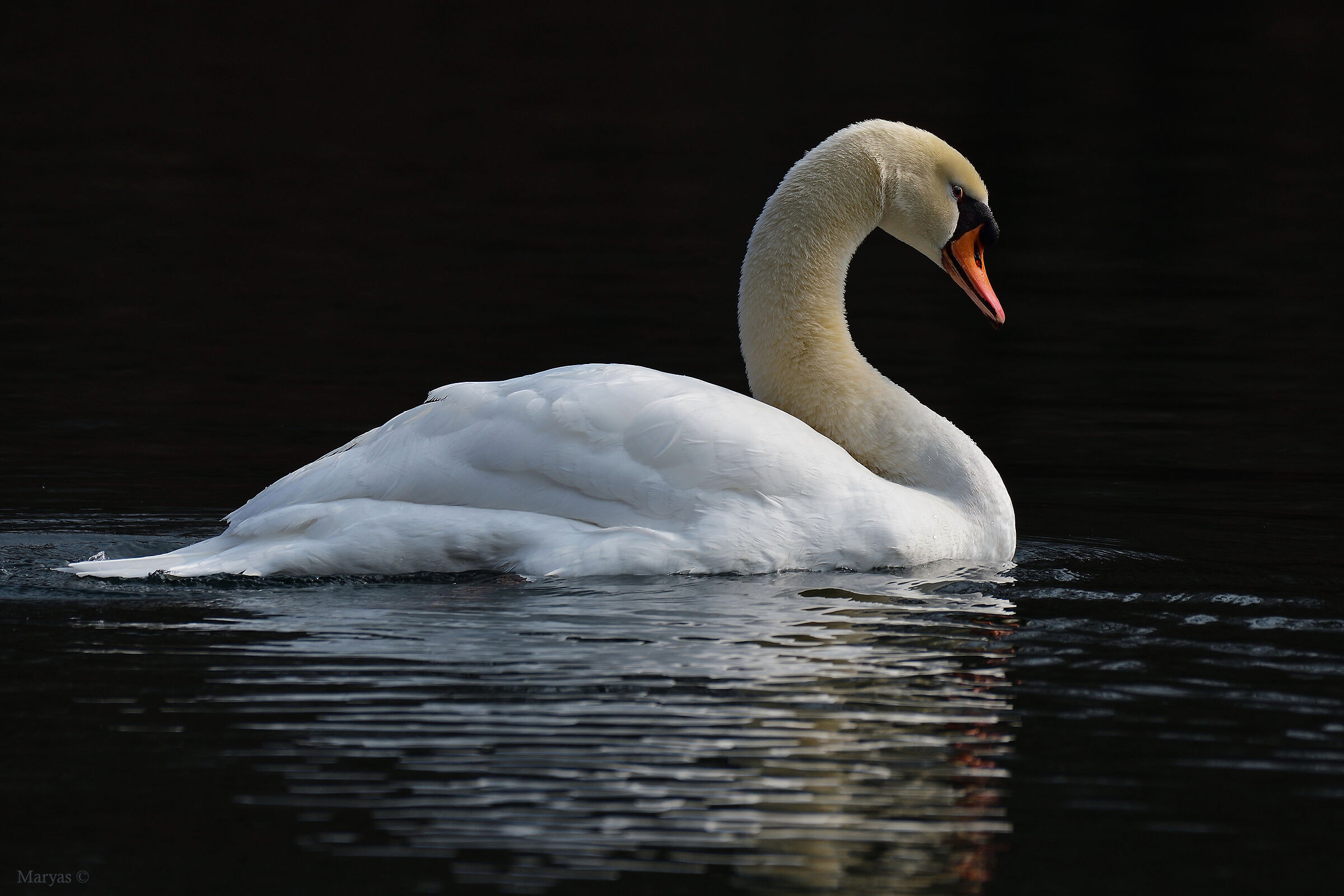 The elegance of the royal swan