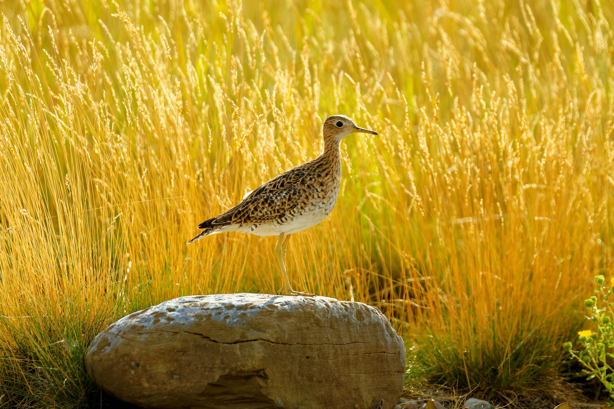 upland sandpiper