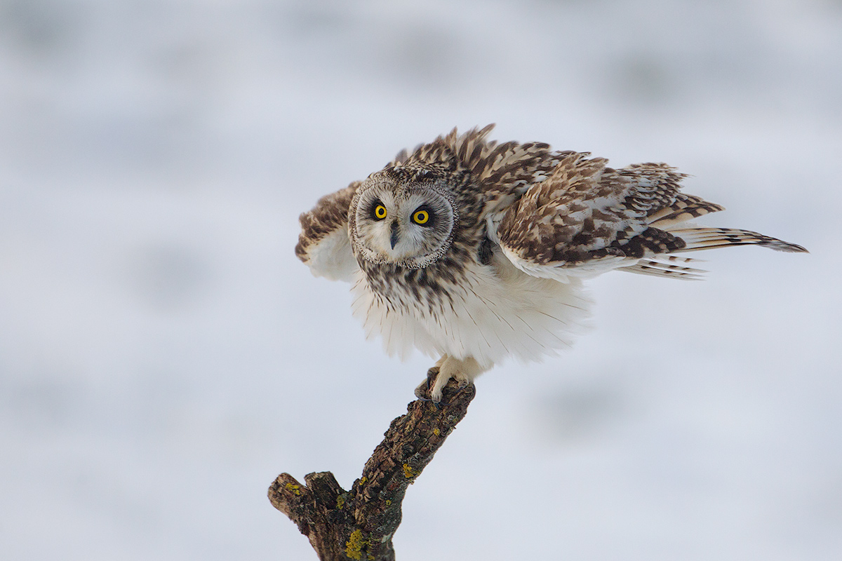 Short-eared Owl