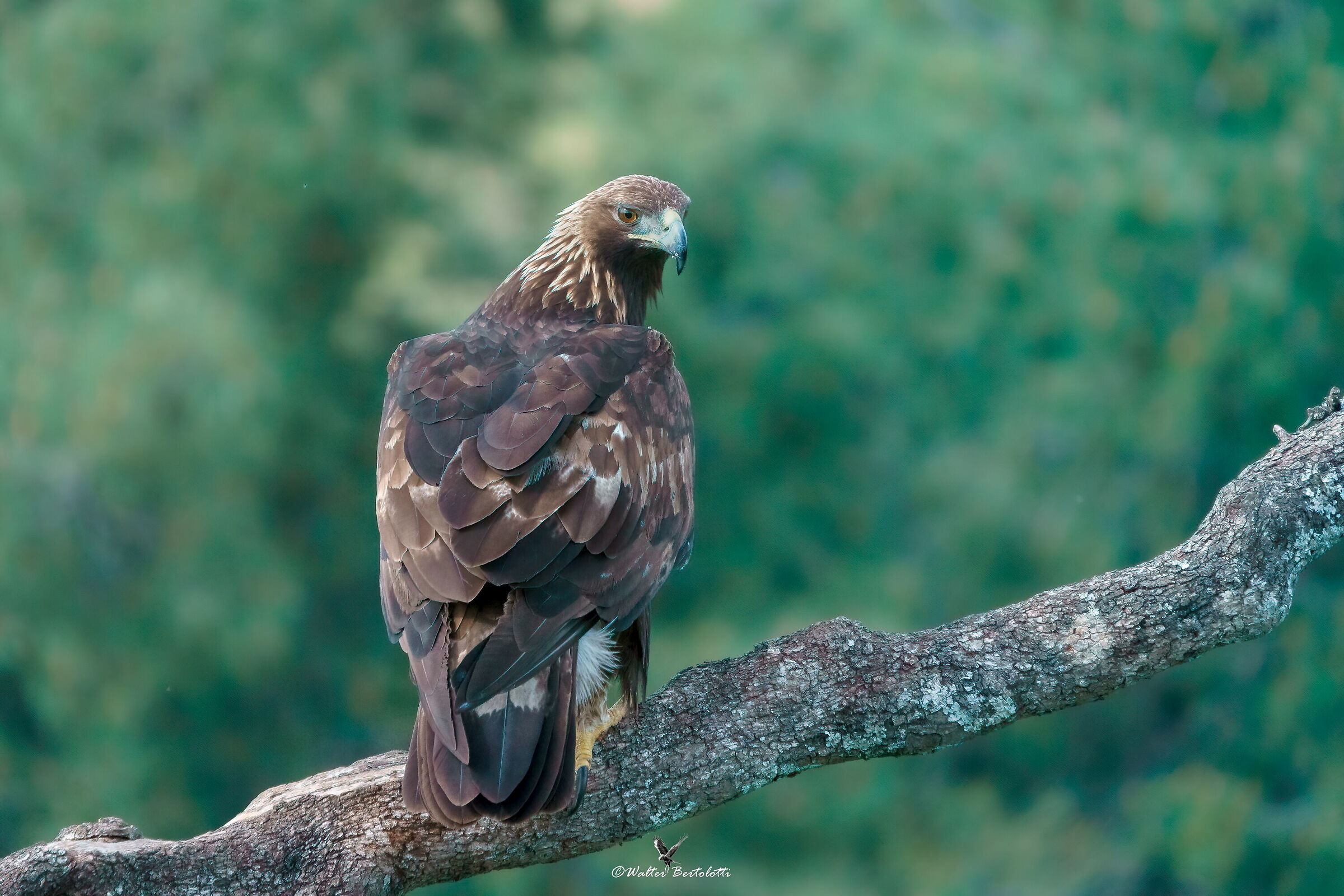 a tradimento non vale!