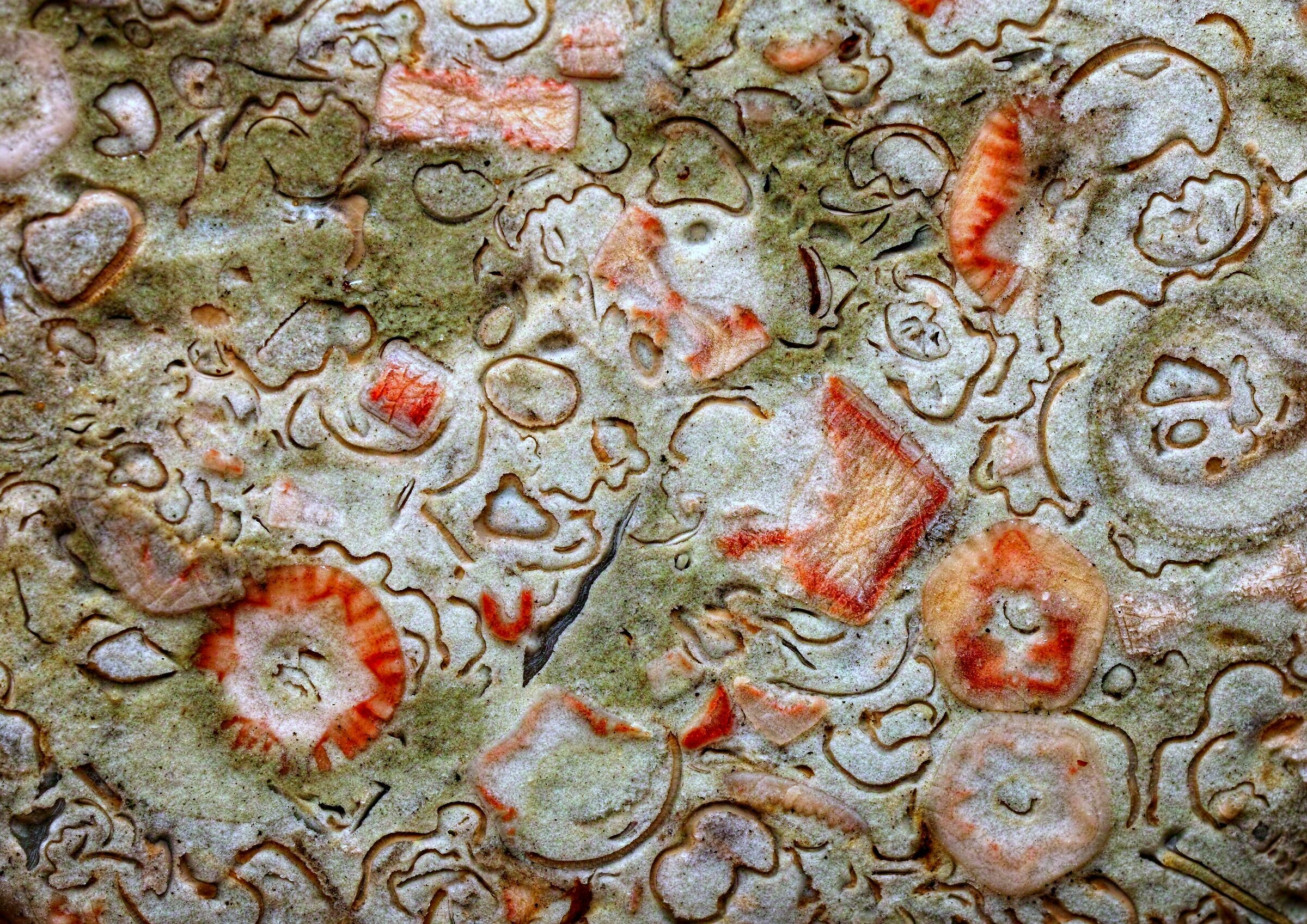 fossili in calcare del Mar Baltico