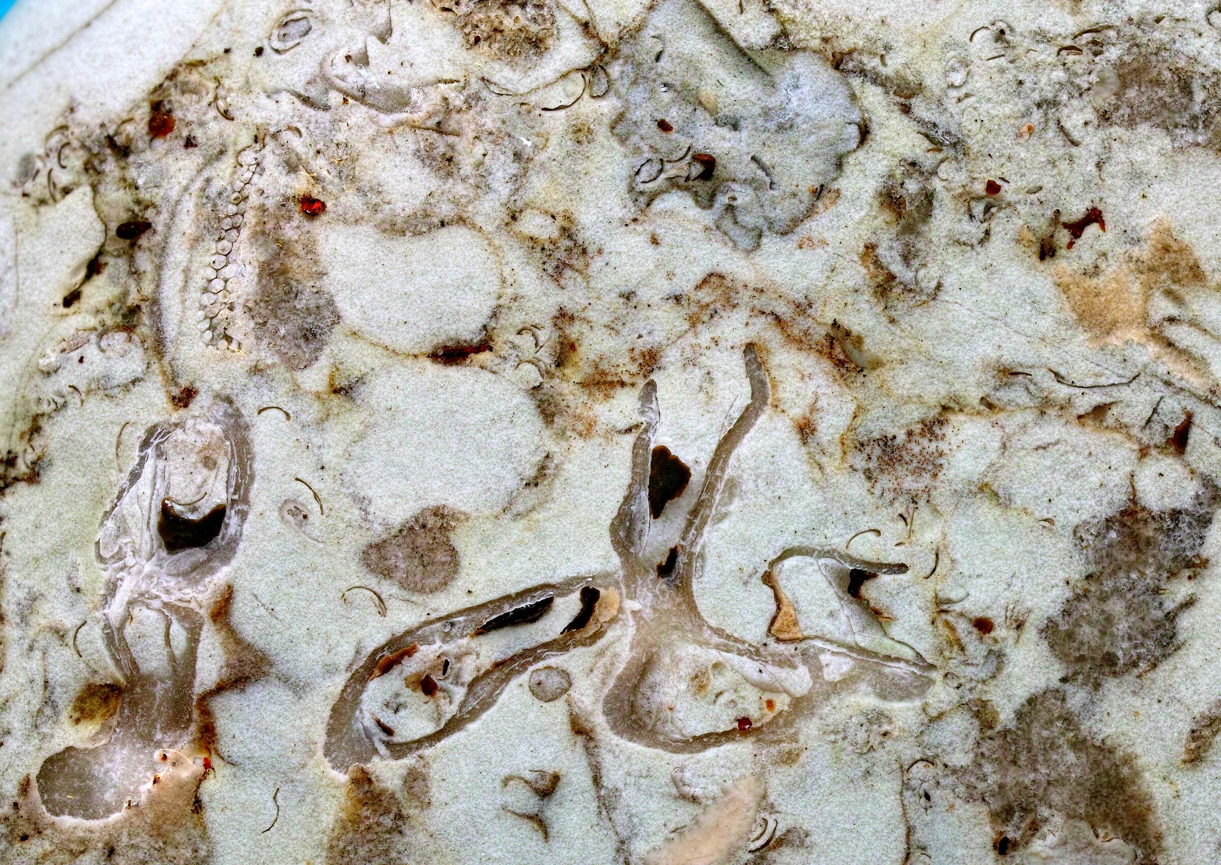 fossili in calcare del Mar Baltico