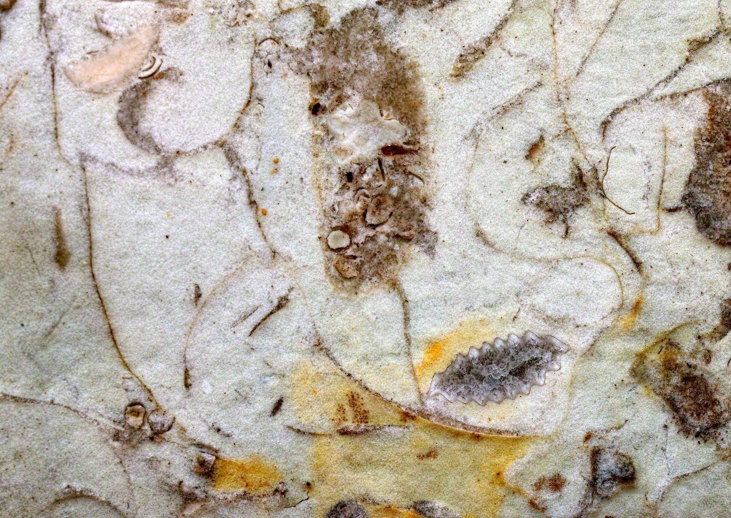 fossili in calcare del Mar Baltico