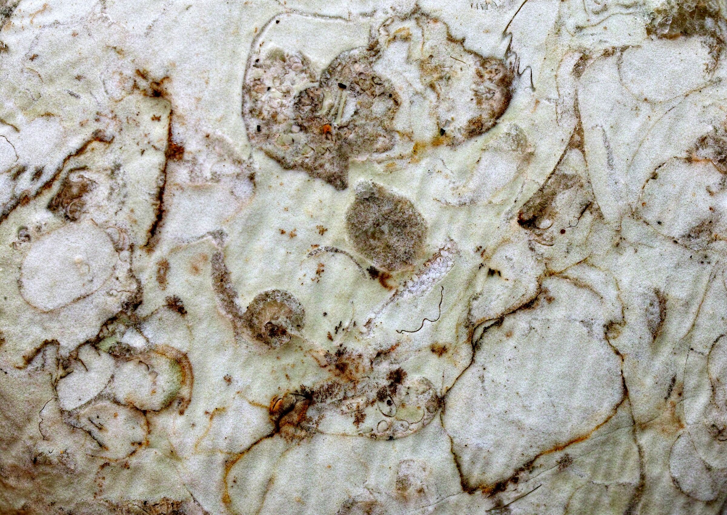 fossili in calcare del Mar Baltico