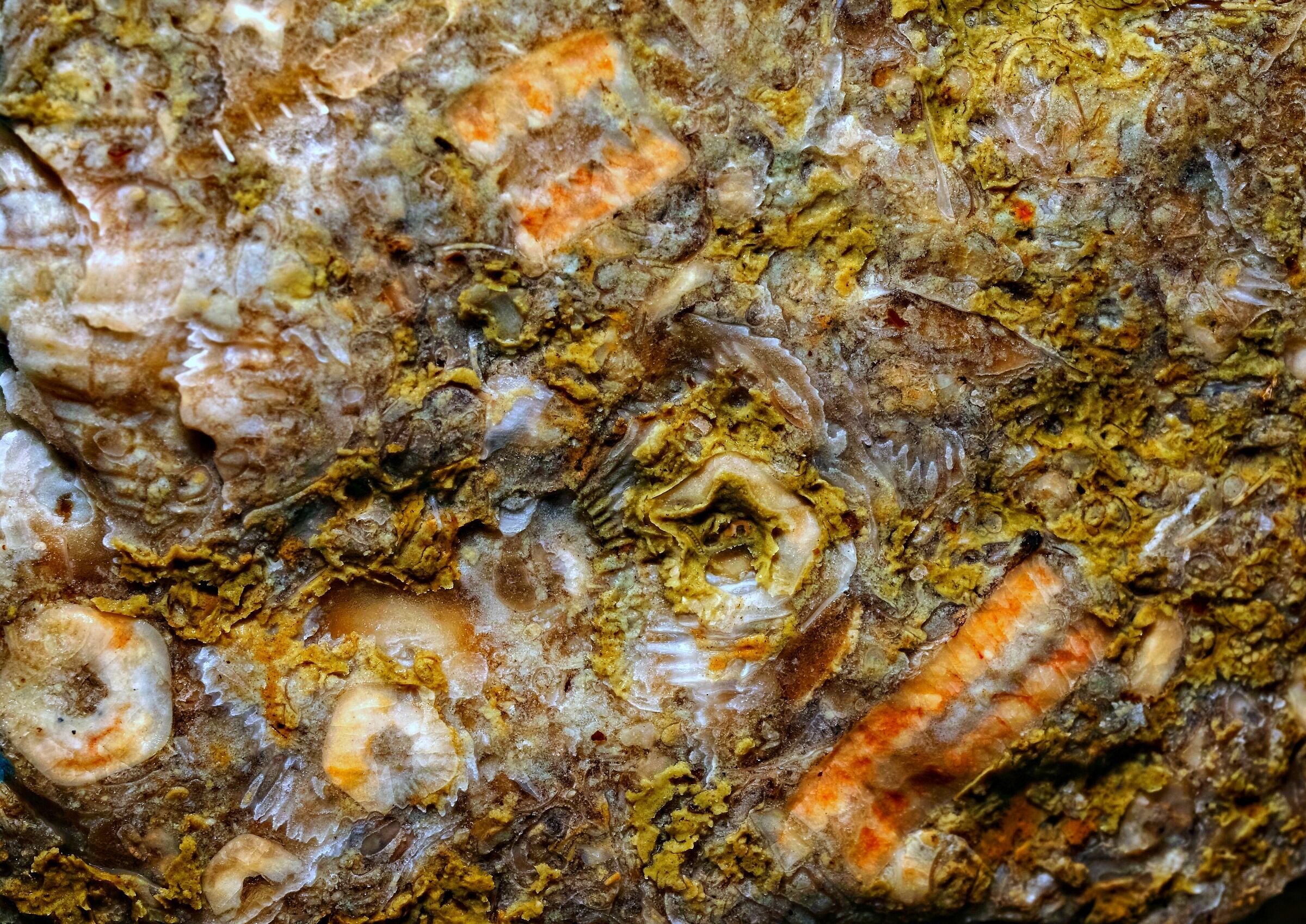 fossili in calcare del Mar Baltico