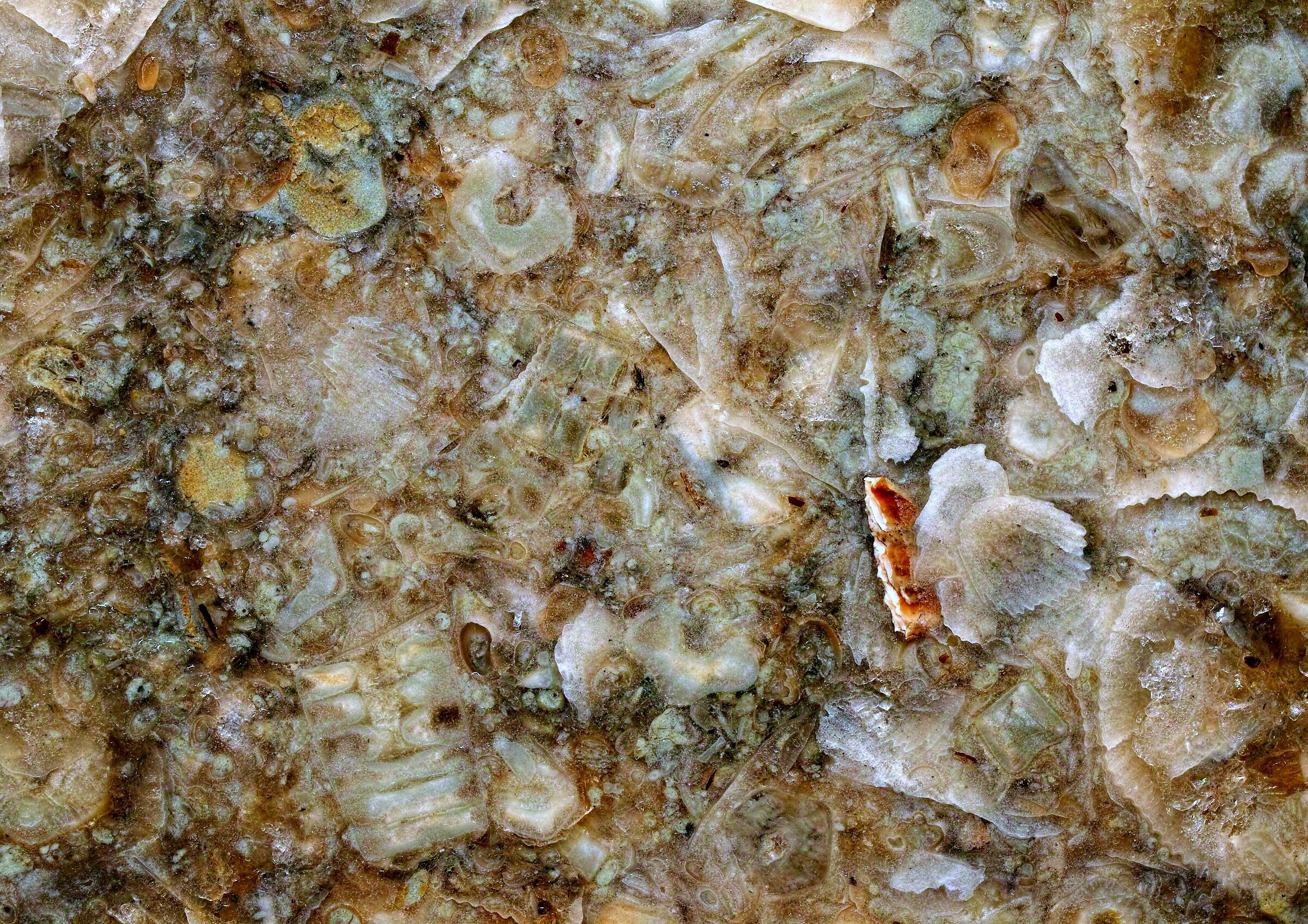 fossili in calcare del Mar Baltico