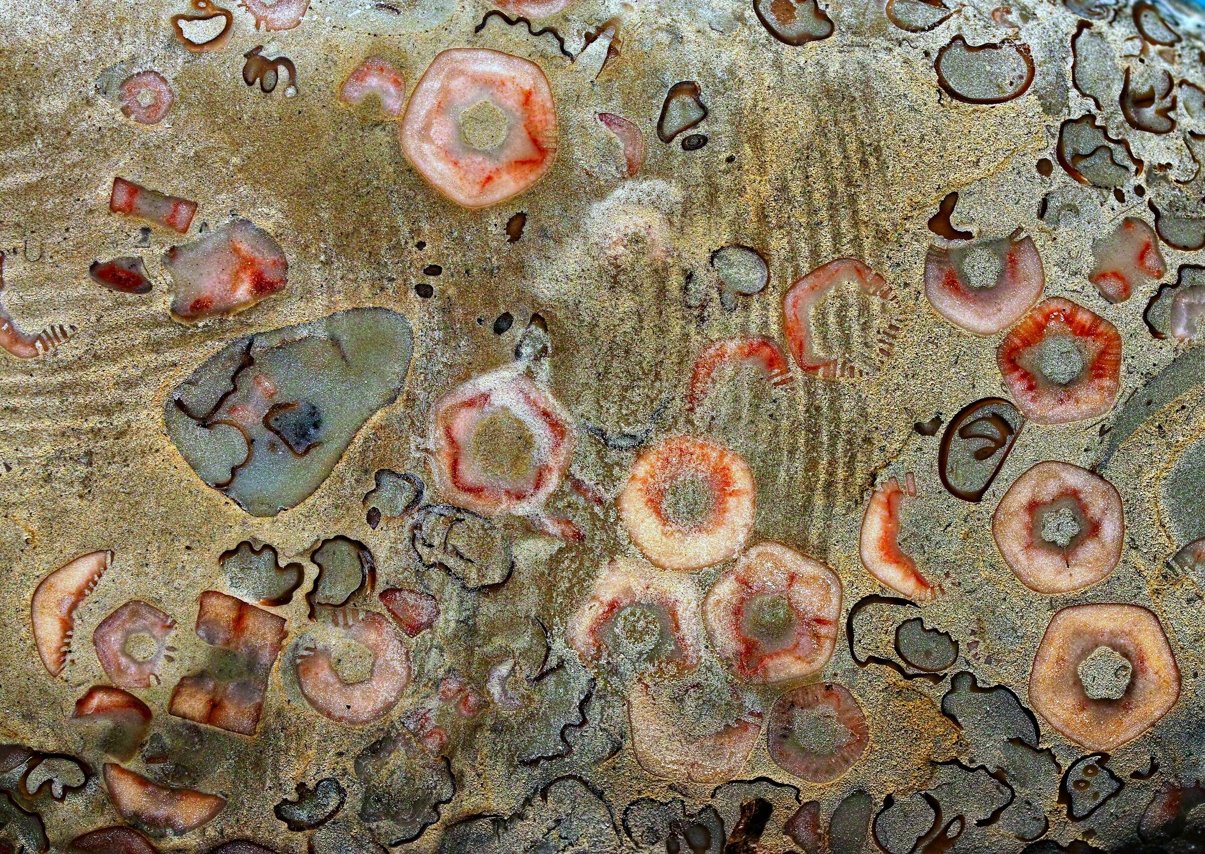 fossili in calcare del Mar Baltico