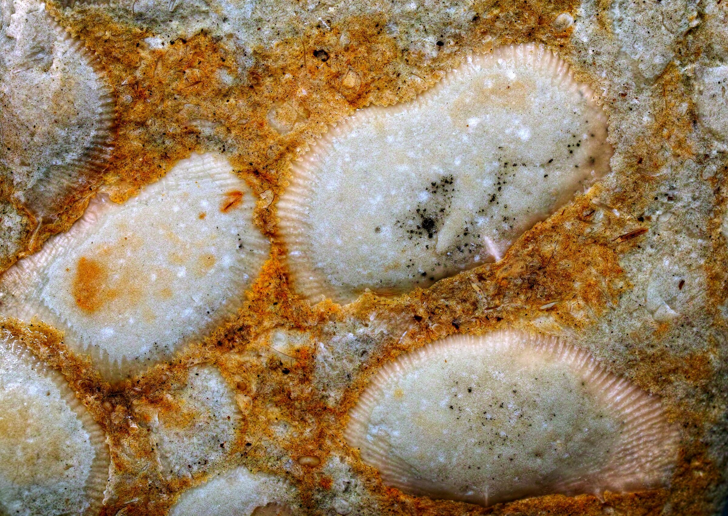 fossili in calcare del Mar Baltico