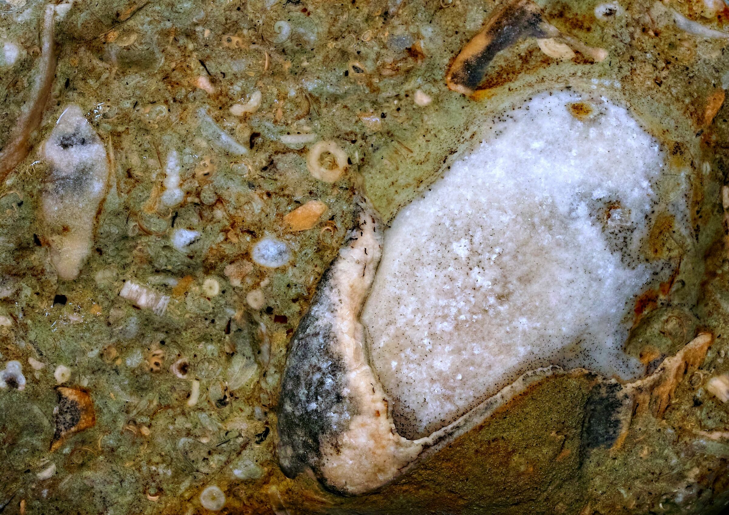 fossili in calcare del Mar Baltico