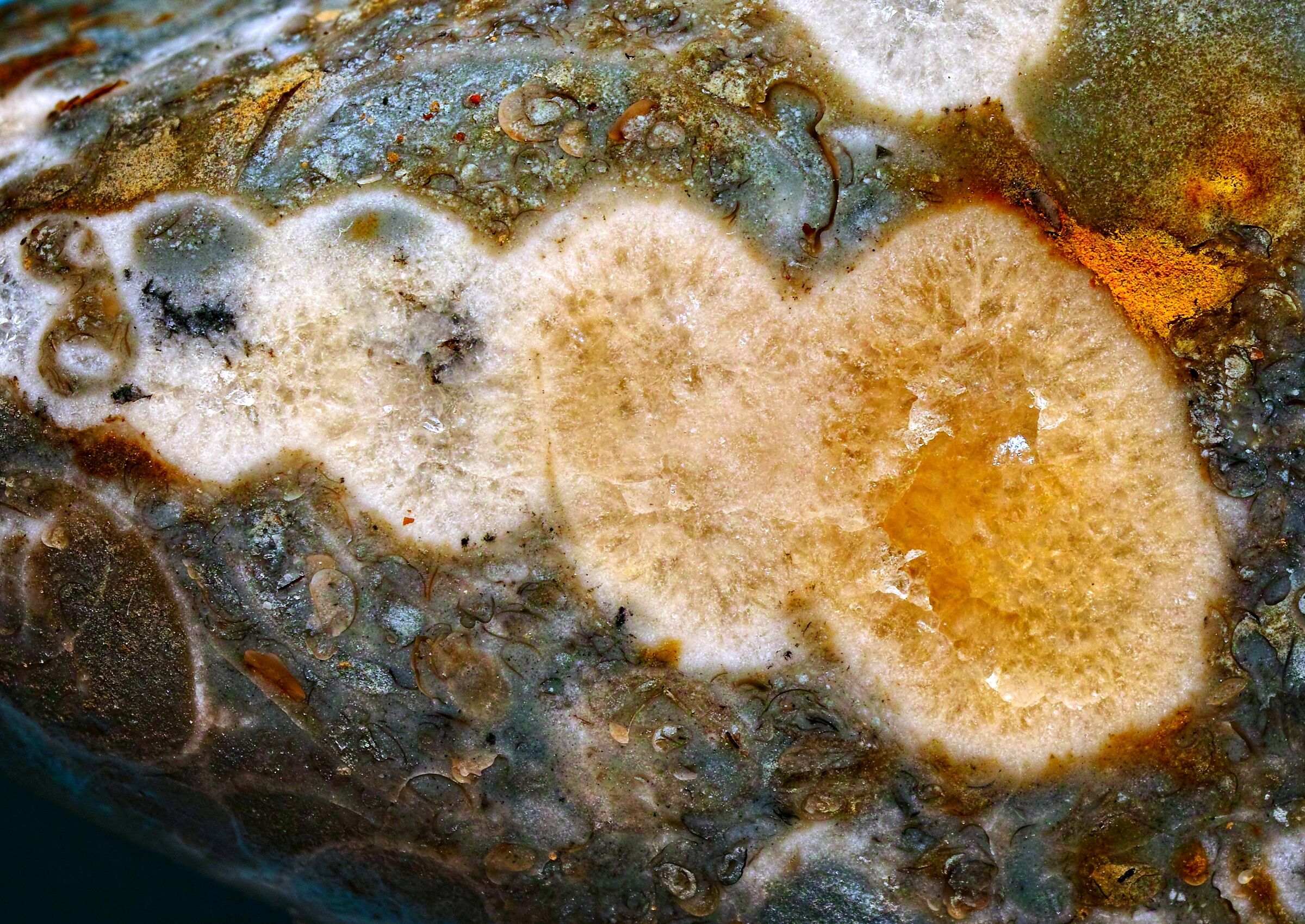 fossili in calcare del Mar Baltico