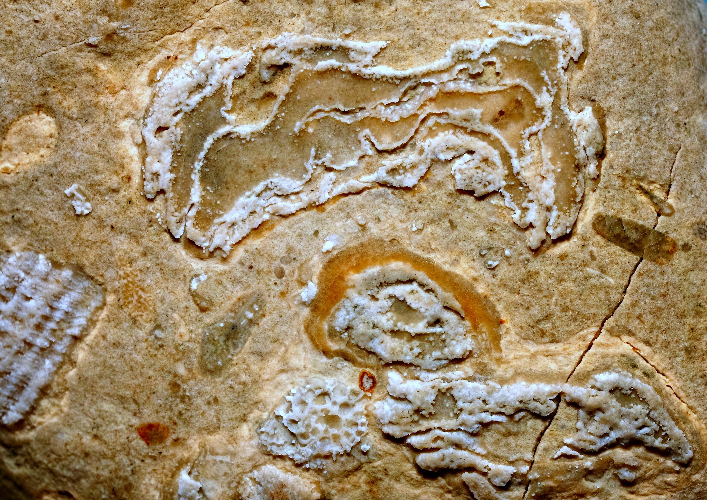 fossili in calcare del Mar Baltico