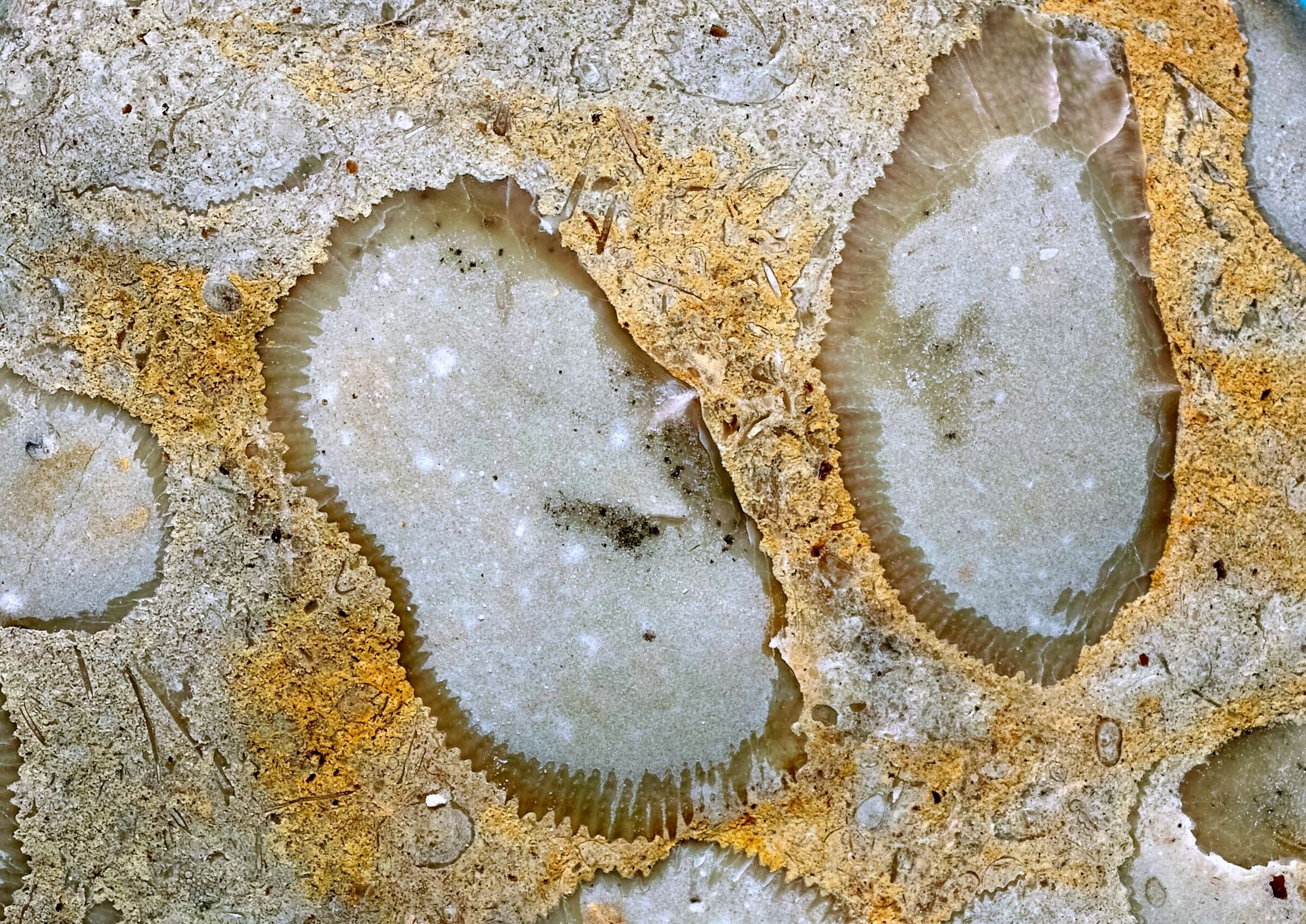 fossili in calcare del Mar Baltico