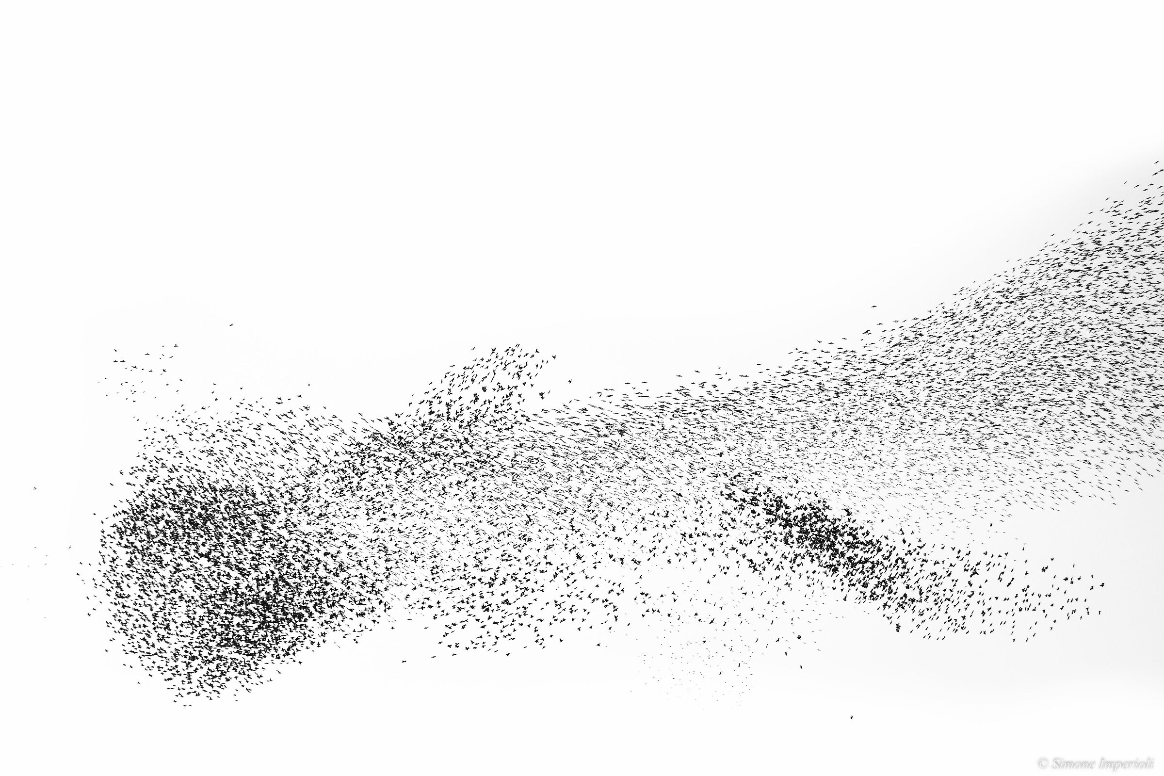 Stormo di storni_2