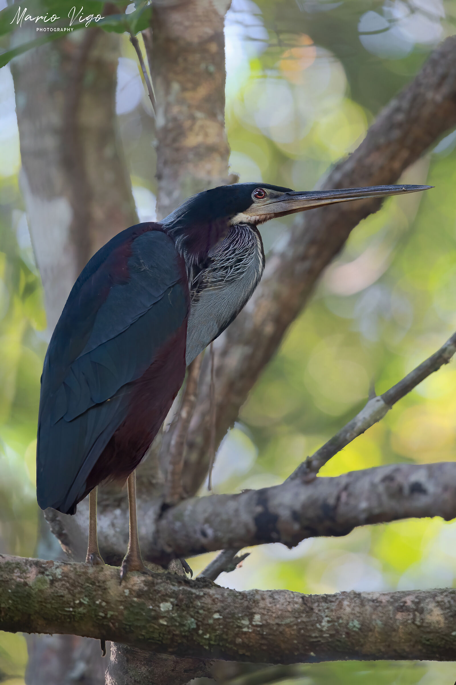 Agami heron