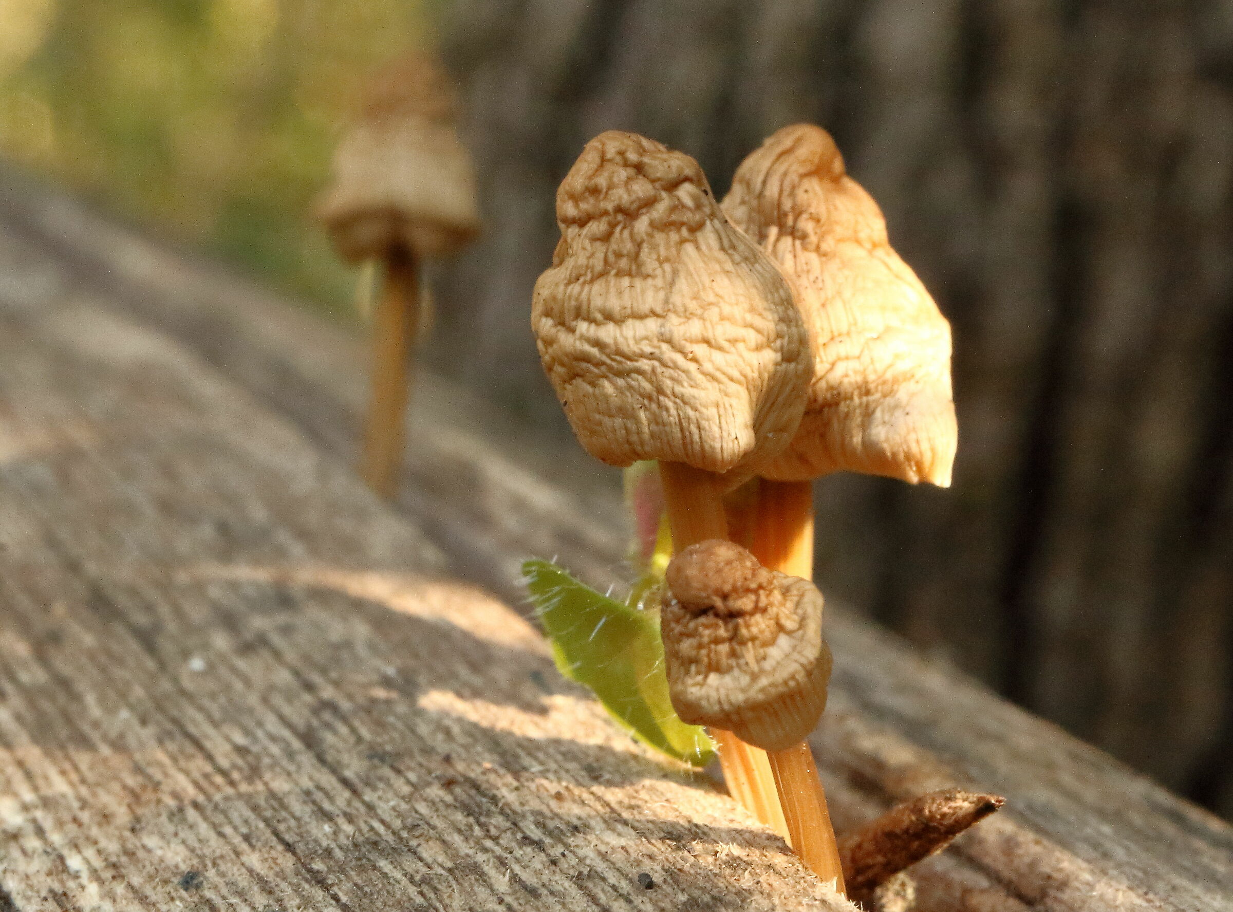 Mushrooms on the fence!