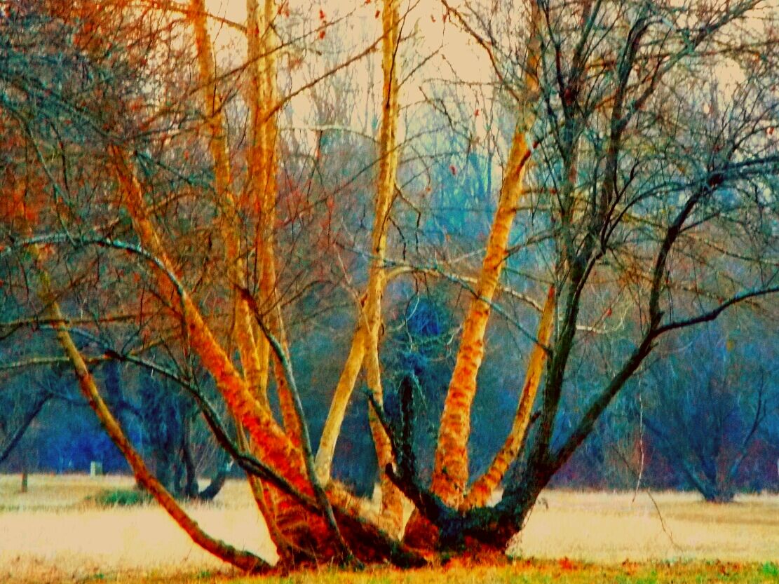 Naturalmente colorata